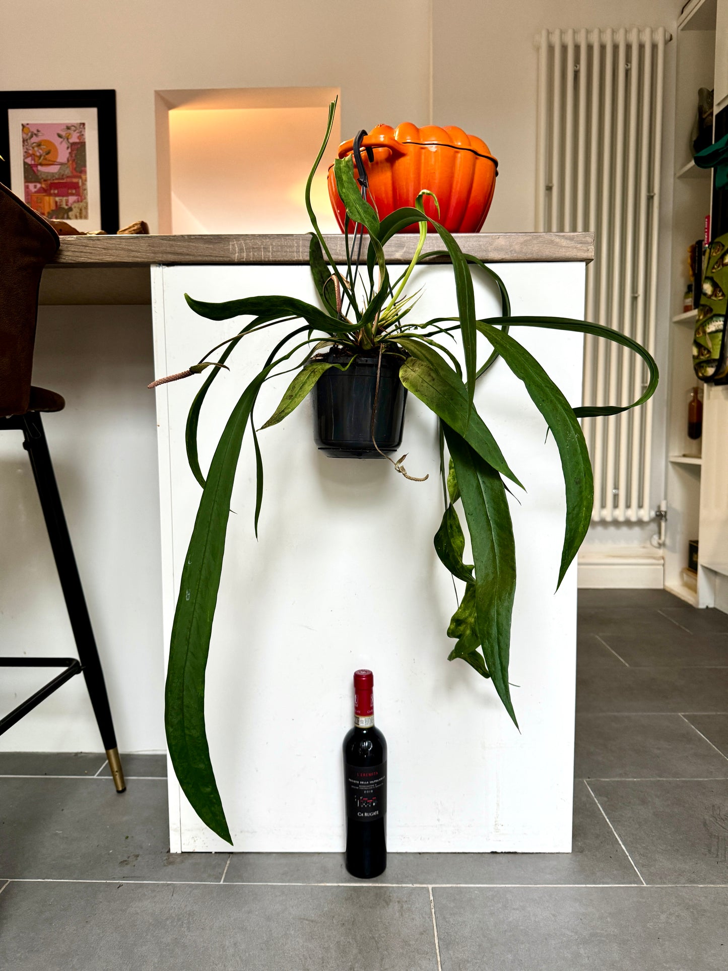 80cm Anthurium Vittariifolium