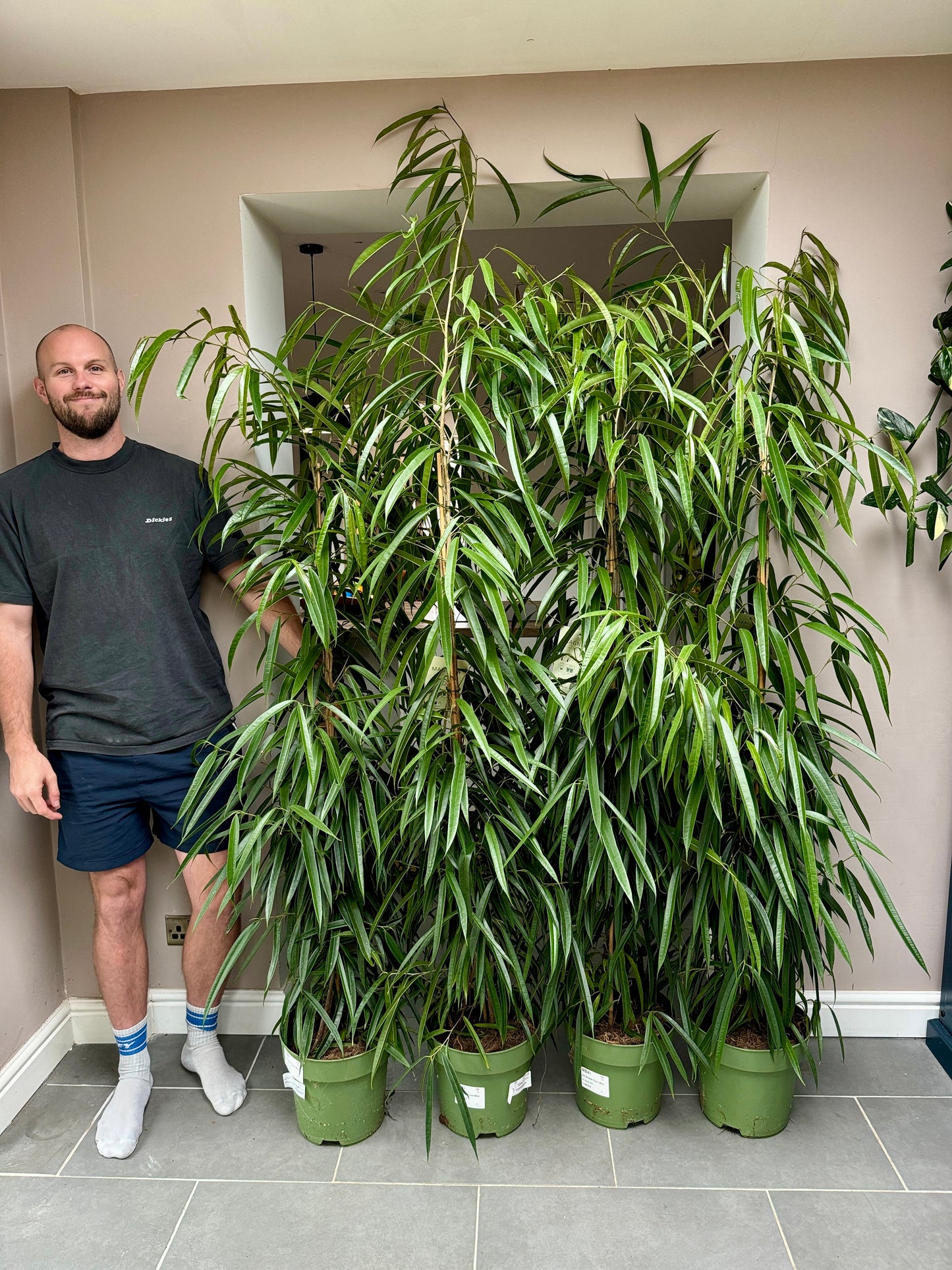 200cm Ficus Alii
