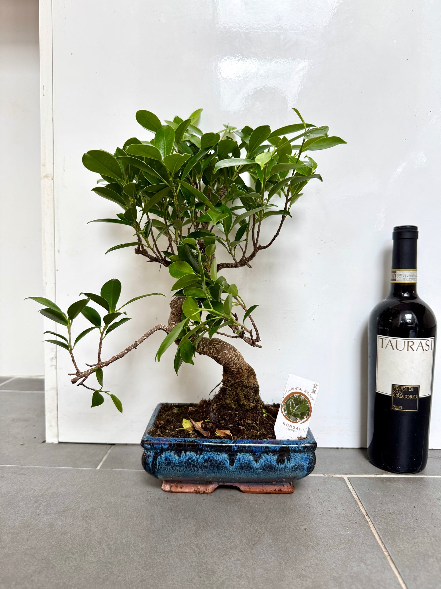 40cm Mixed Bonsai in Ceramic Dish