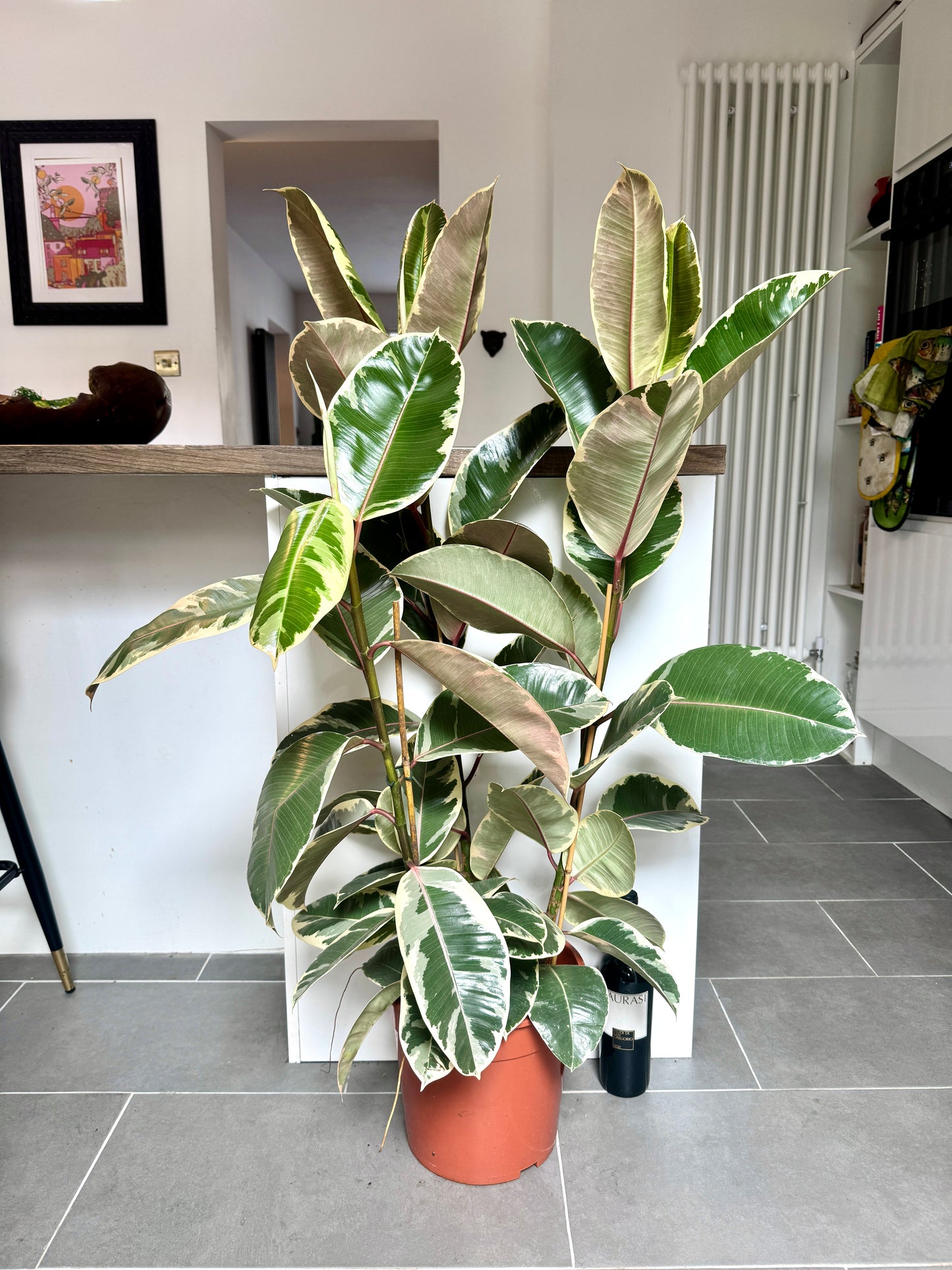 100cm Ficus Elastica Tineke