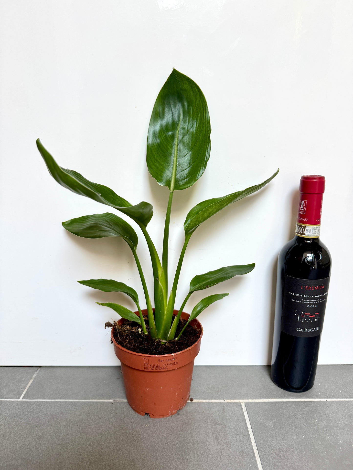 30cm Strelitzia Reginae (Orange Flowering Bird of Paradise)