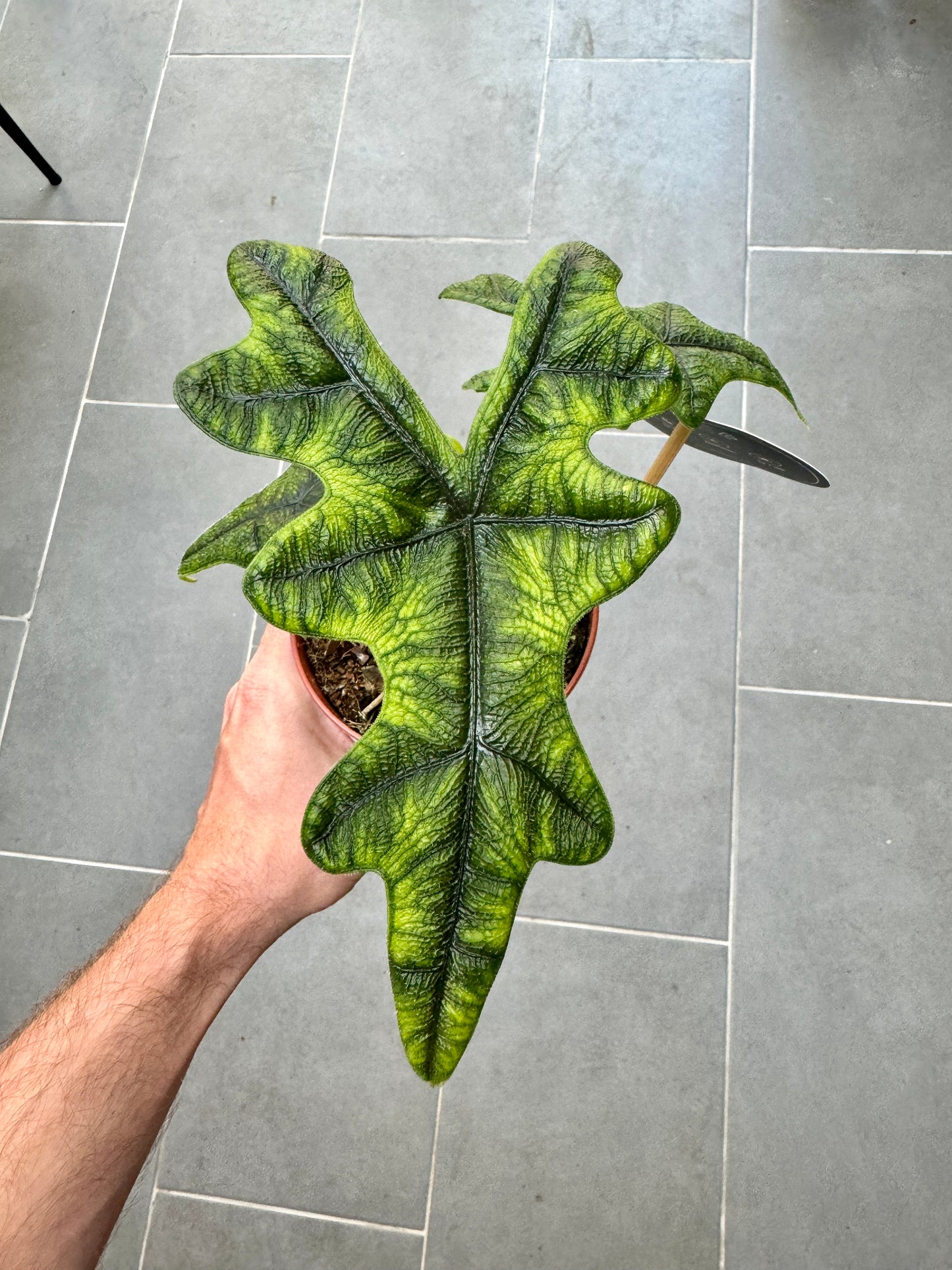 60cm Alocasia Jacklyn