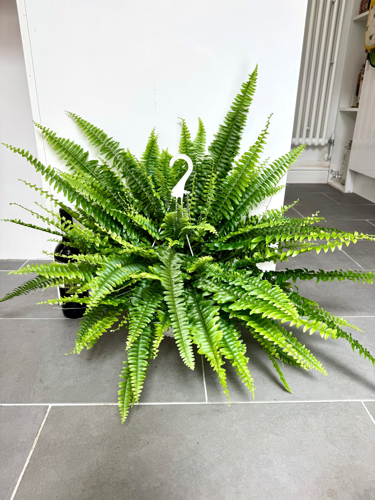 80cm Sword Fern (Nephrolepsis exaltata)