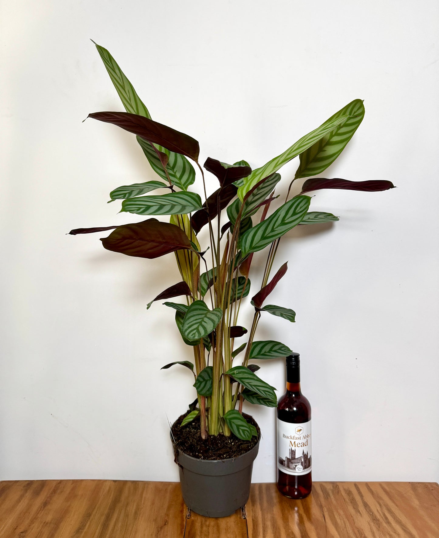 65cm Ctenanthe Green Flag (Prayer Plant)
