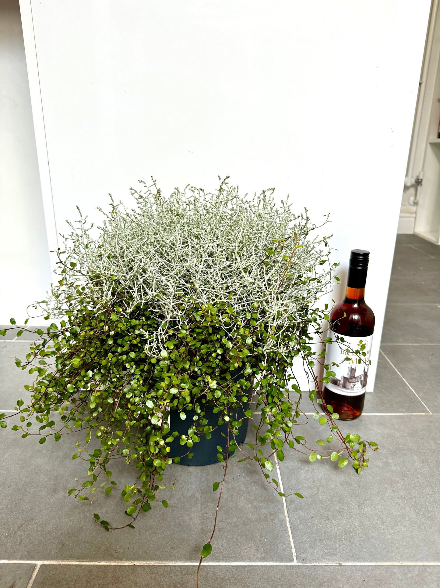 40cm Cushion Bush (Leucophyta Brownii)
