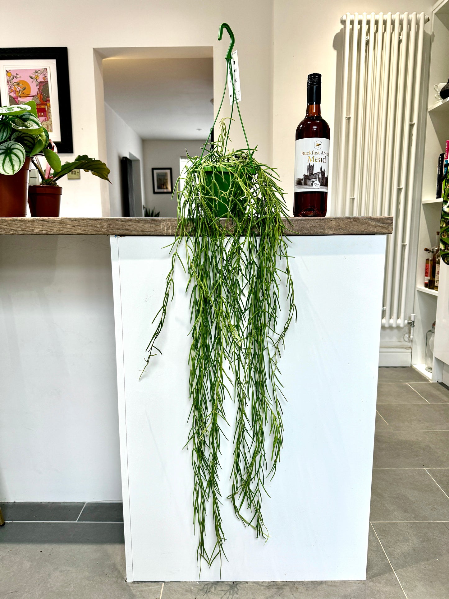 80cm Flowering Hoya Lineralis