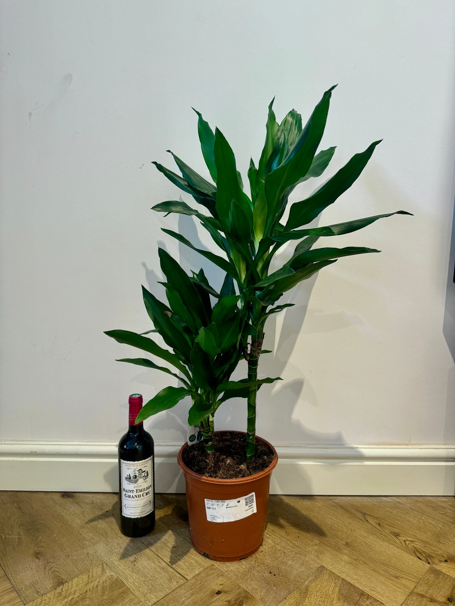 90cm Dracaena Janet Lind