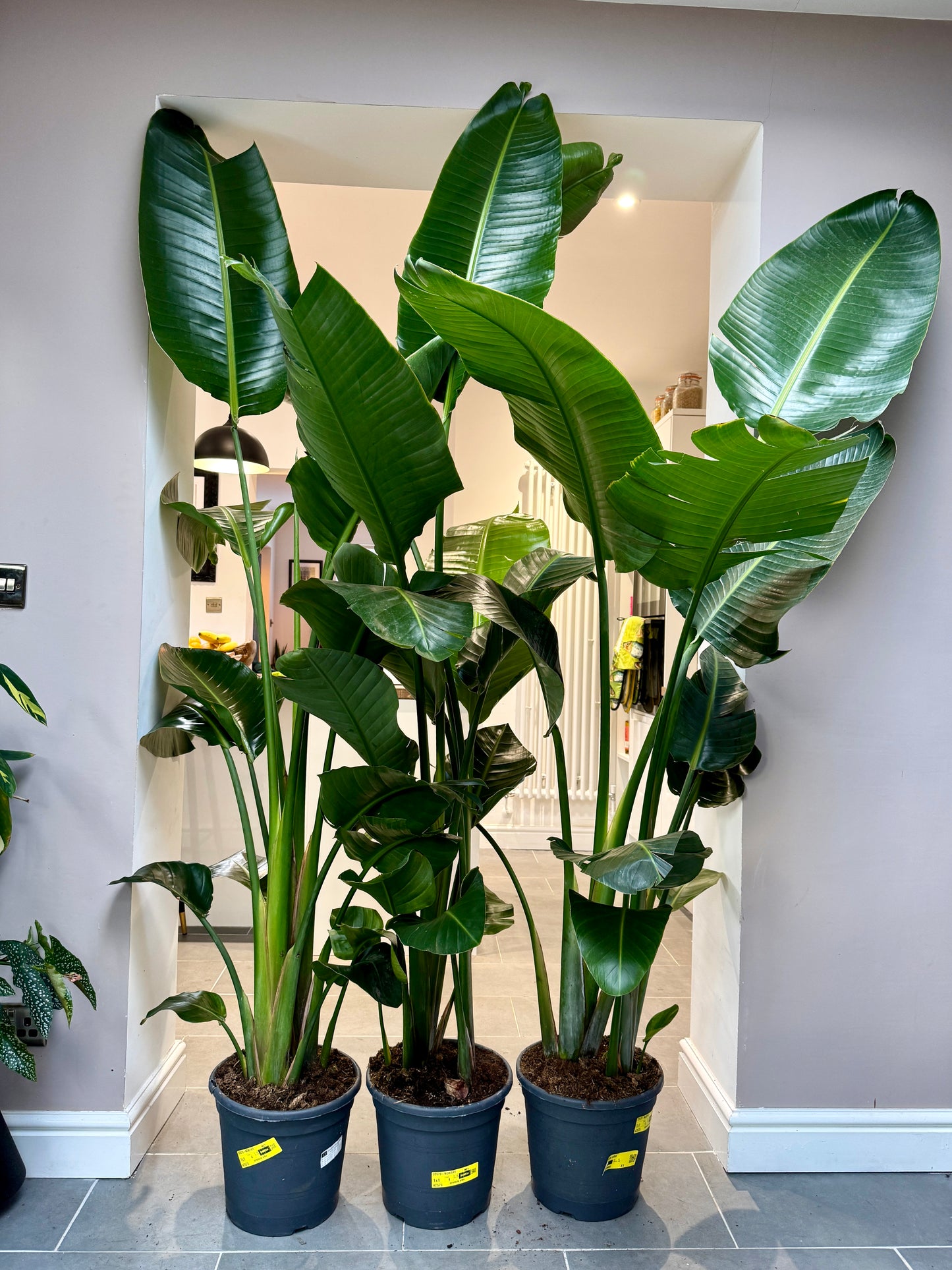 240cm Strelitzia Nicolai (Bird of Paradise)