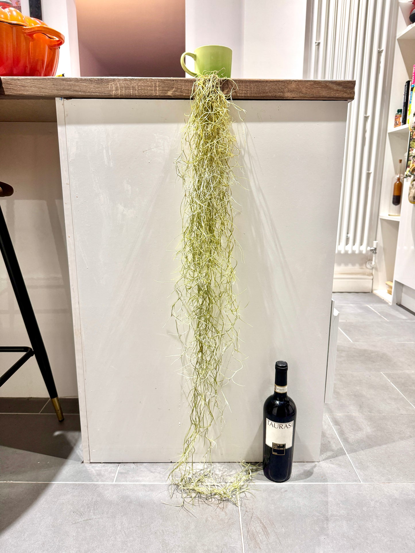 120cm Tillandsia Usneoides (Air Plant - Spanish Moss)