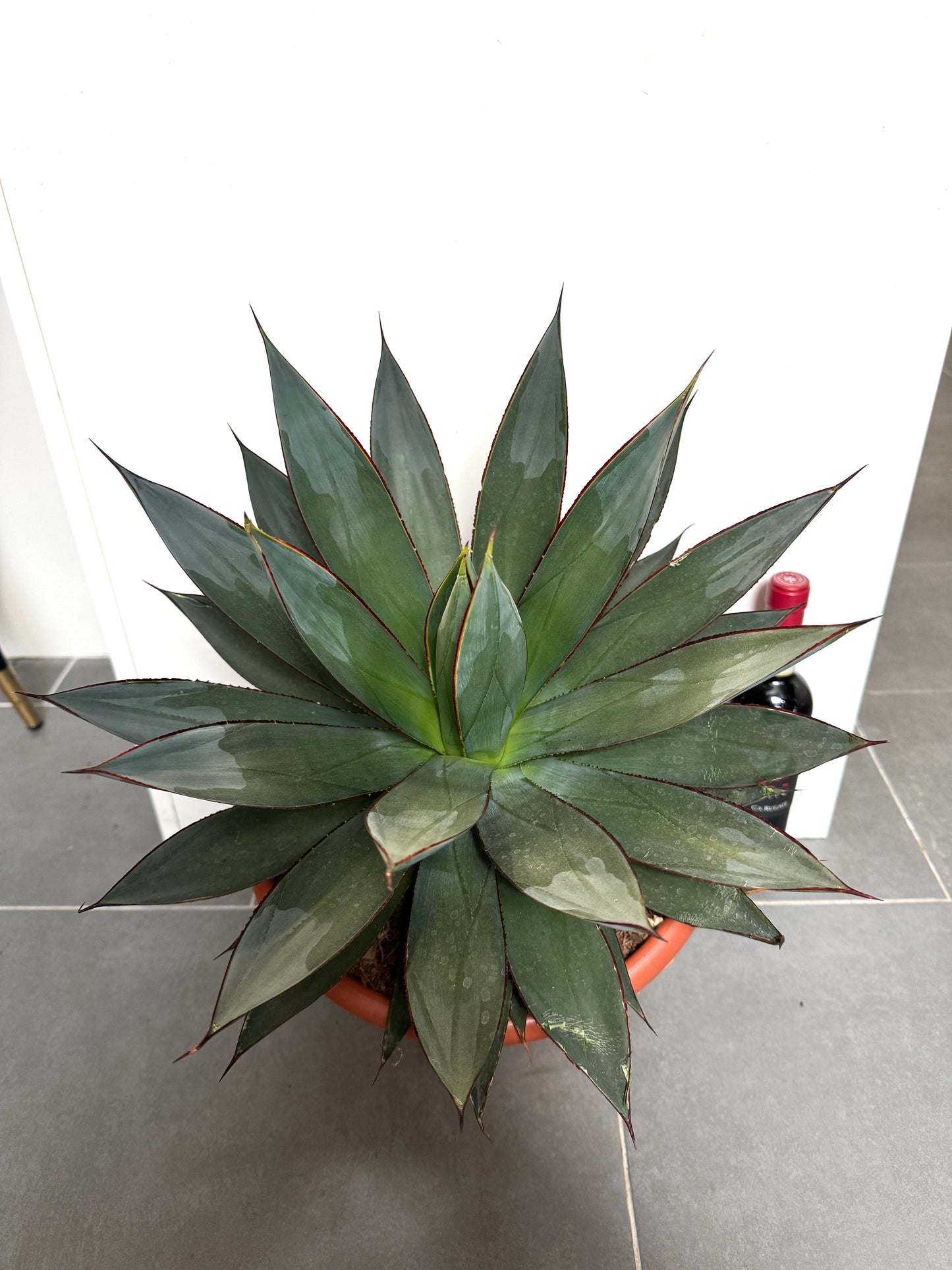 45cm Giant Agave Shaka Zulu