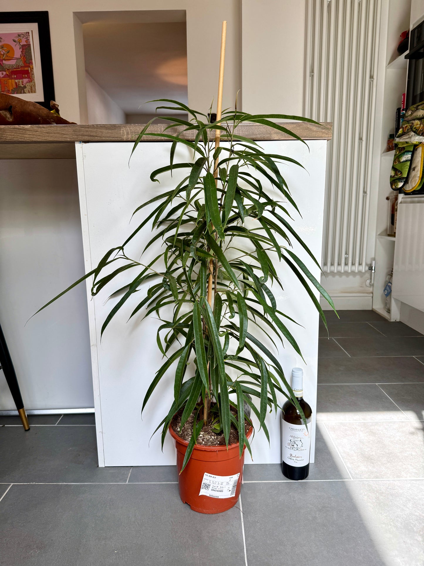 110cm Ficus Benjamina Ali