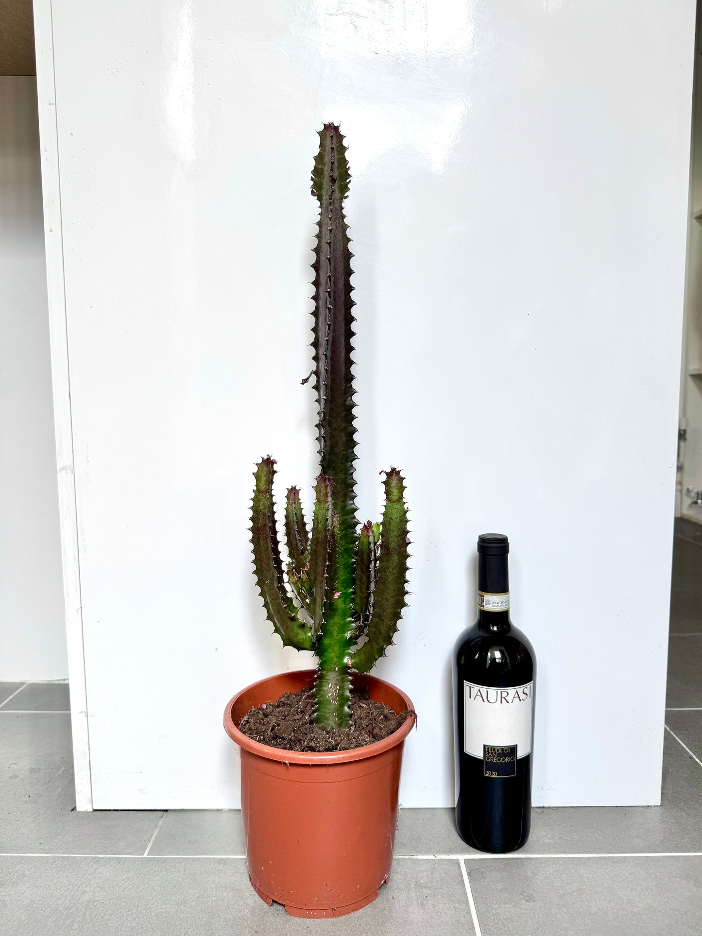80cm Euphorbia Trigona Rubra Cactus