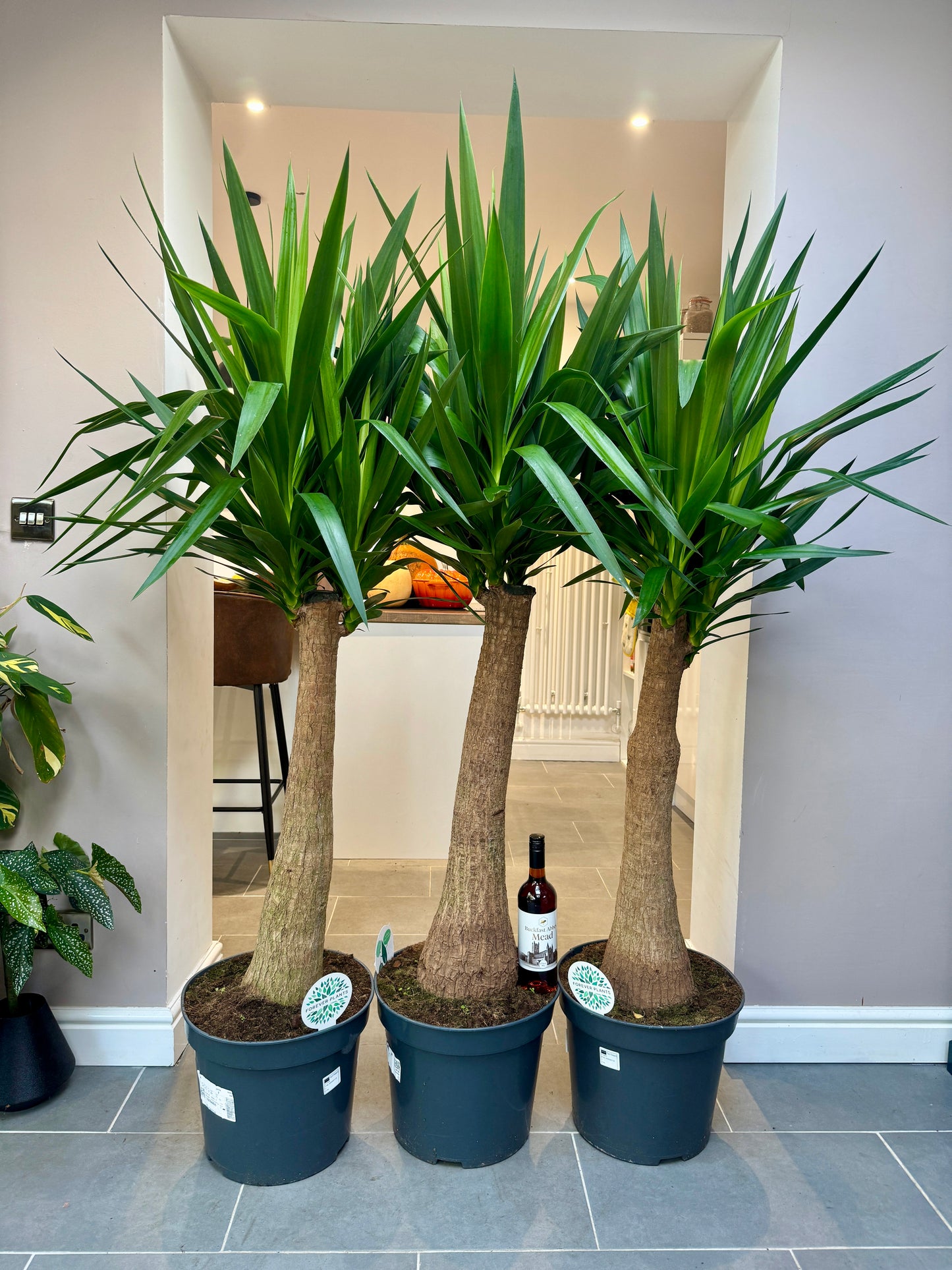170cm Yucca Elephantipes