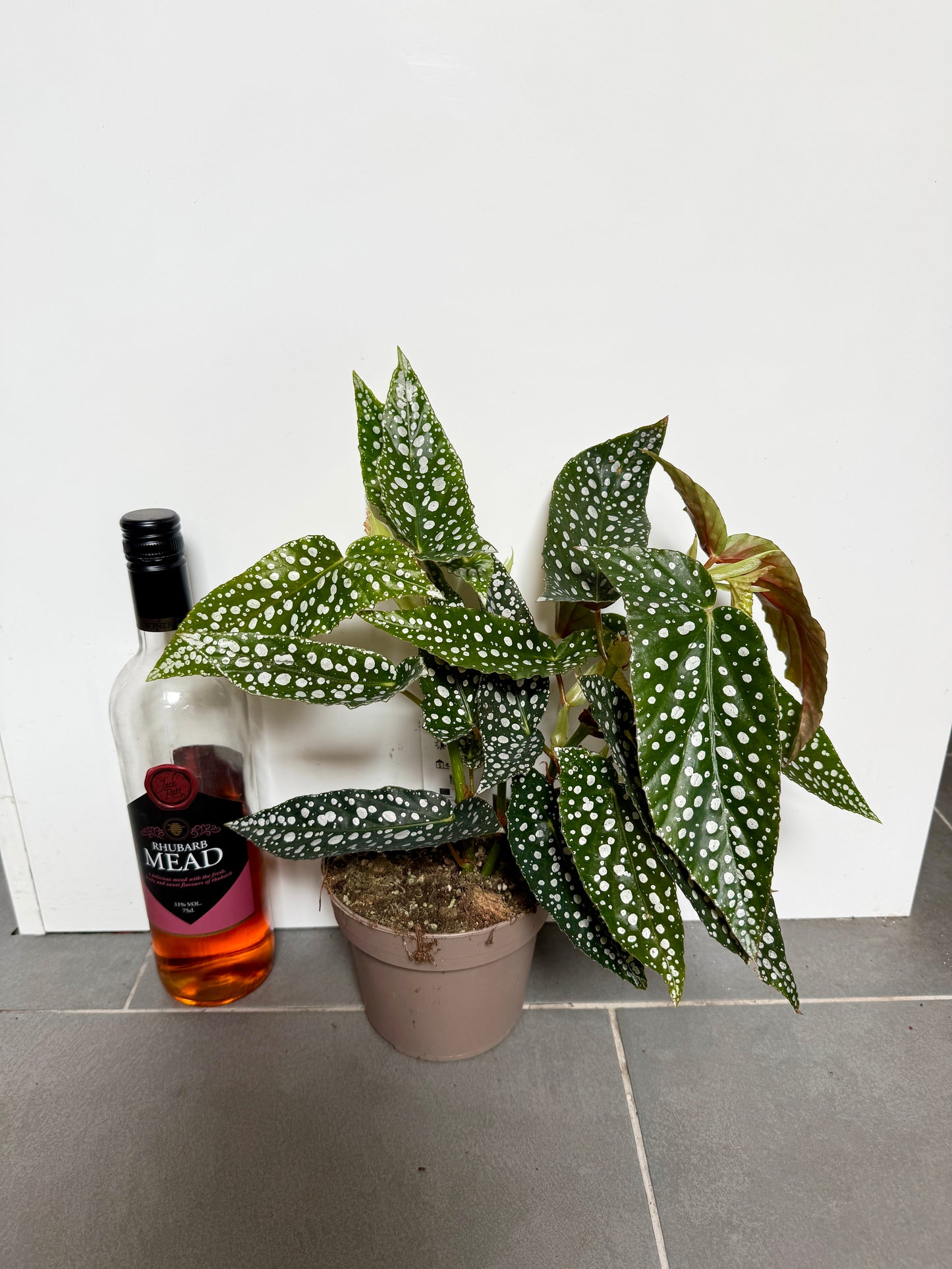 35cm Begonia Maculata