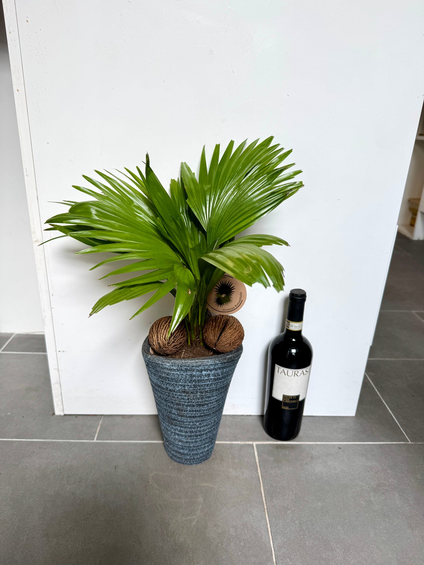 60cm Livistonia Rotundifolia (Footstool Palm)