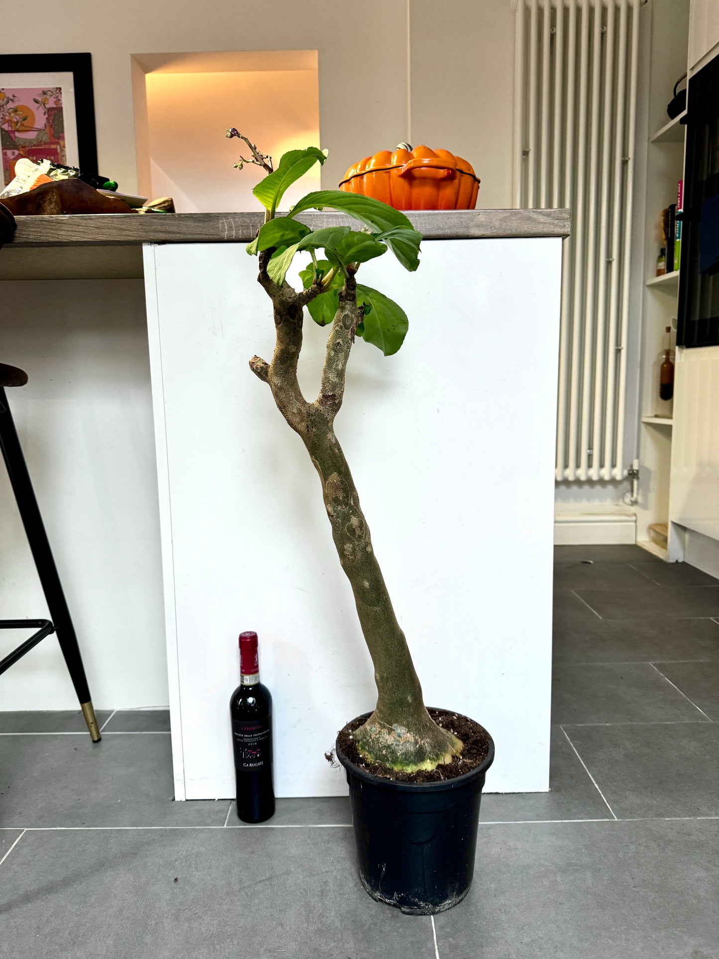 90cm Impatiens Mirabilis