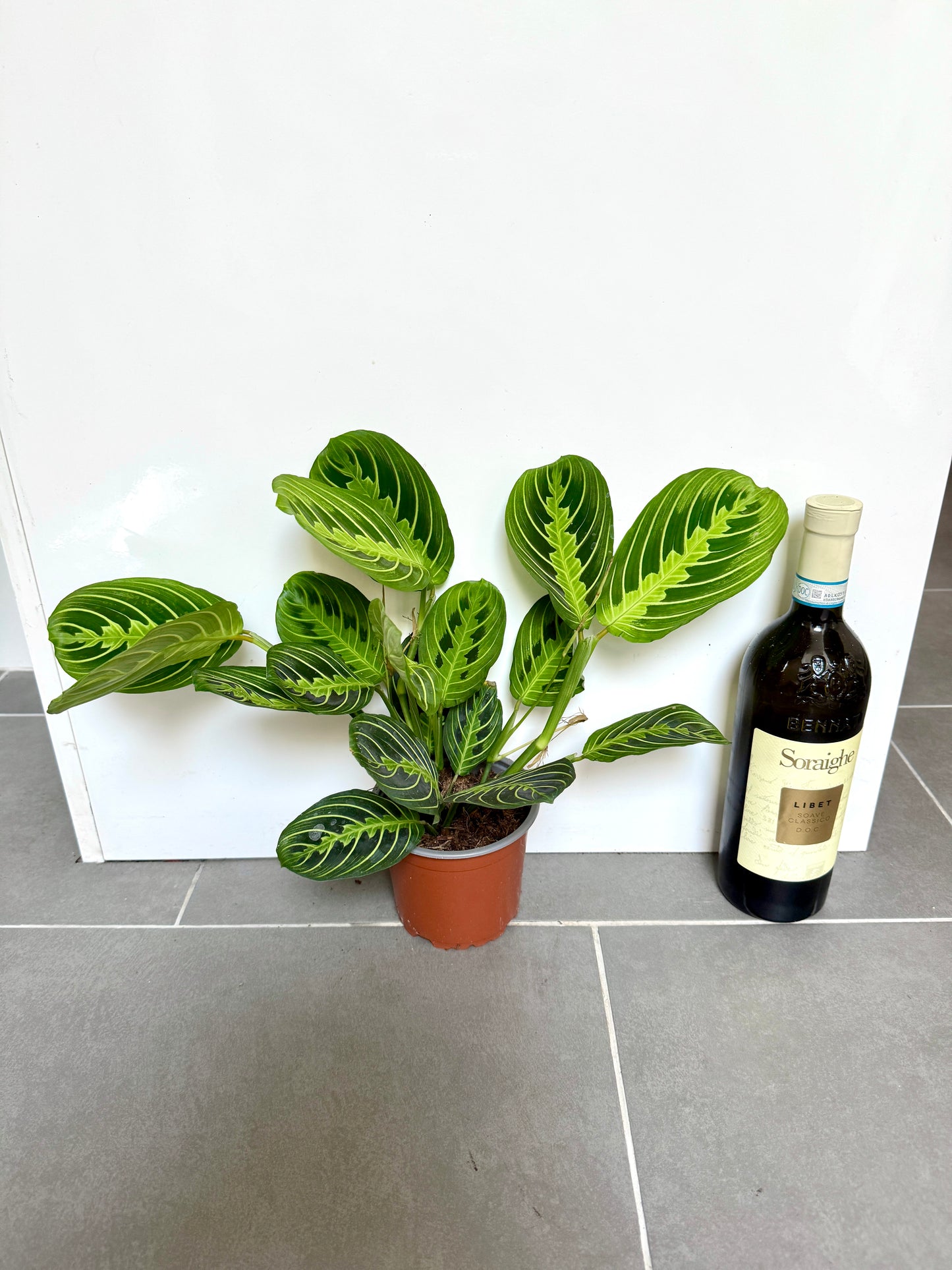30cm Maranta Lemon Lime Prayer House Plant