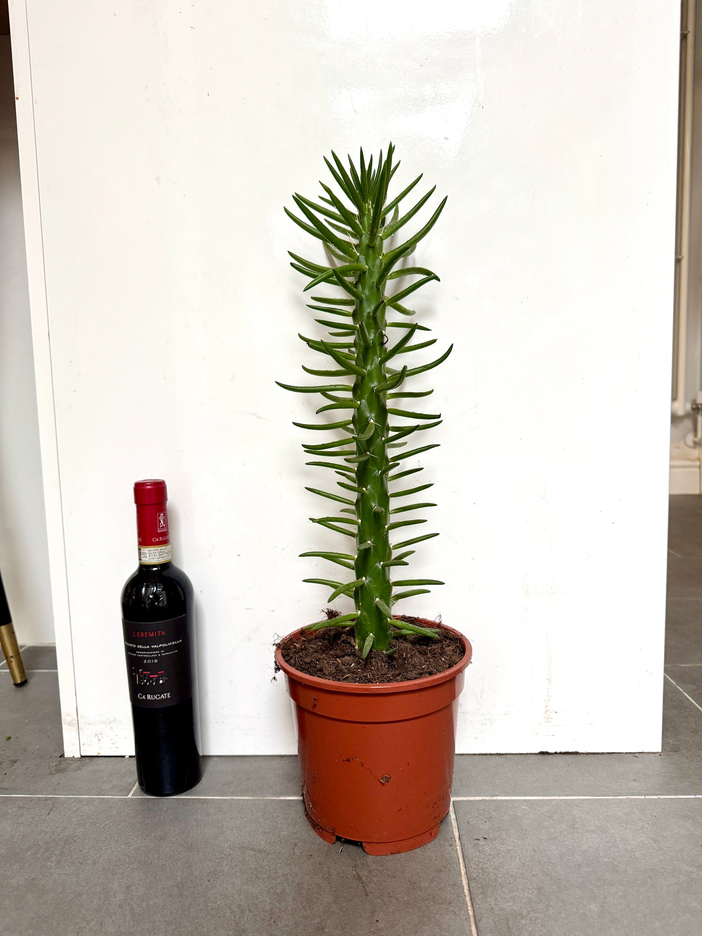 60cm Austrocylindropuntia (Eves Pin Cactus)