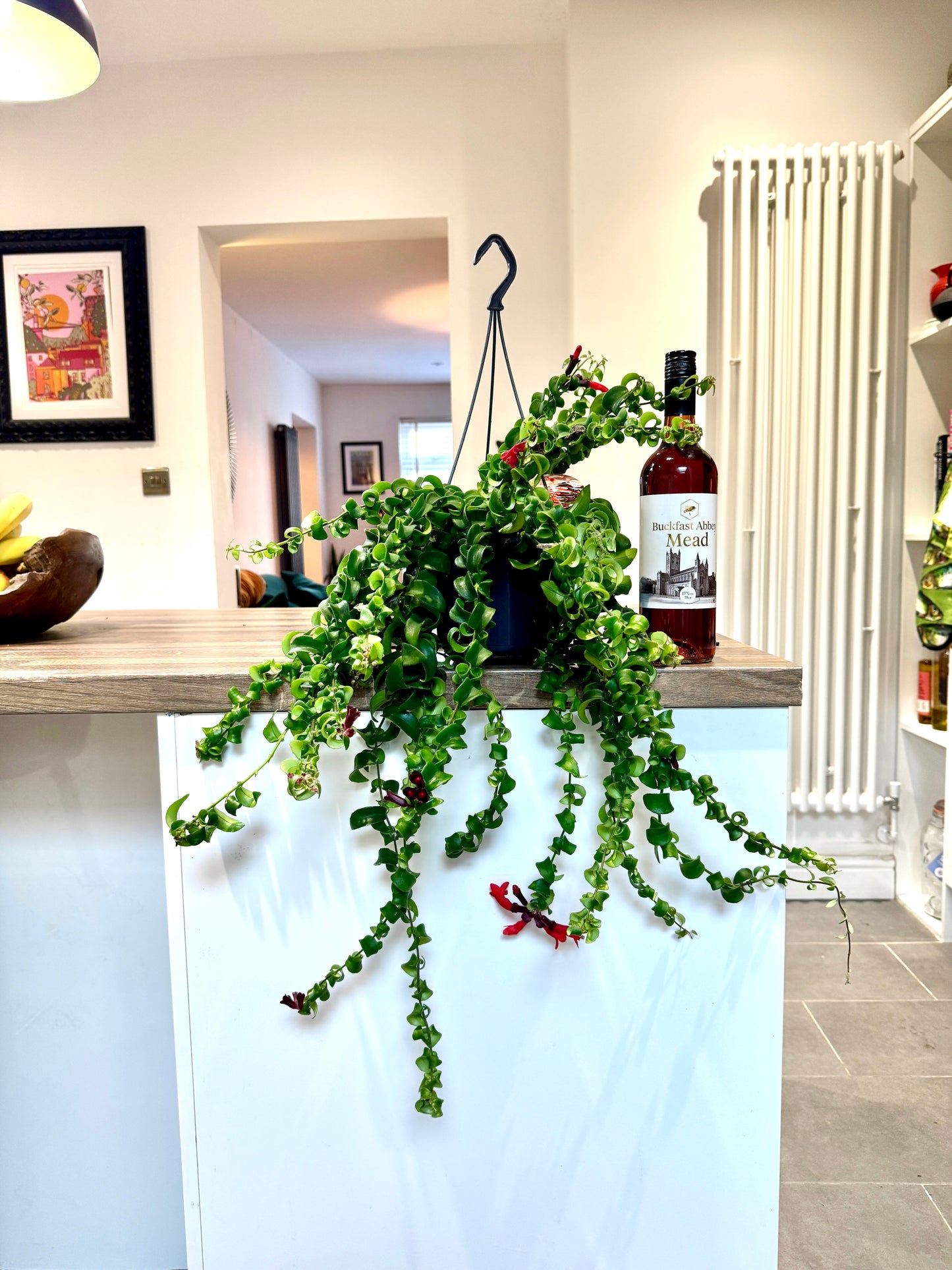 60cm Aeschynanthus Rasta (Lipstick Plant)