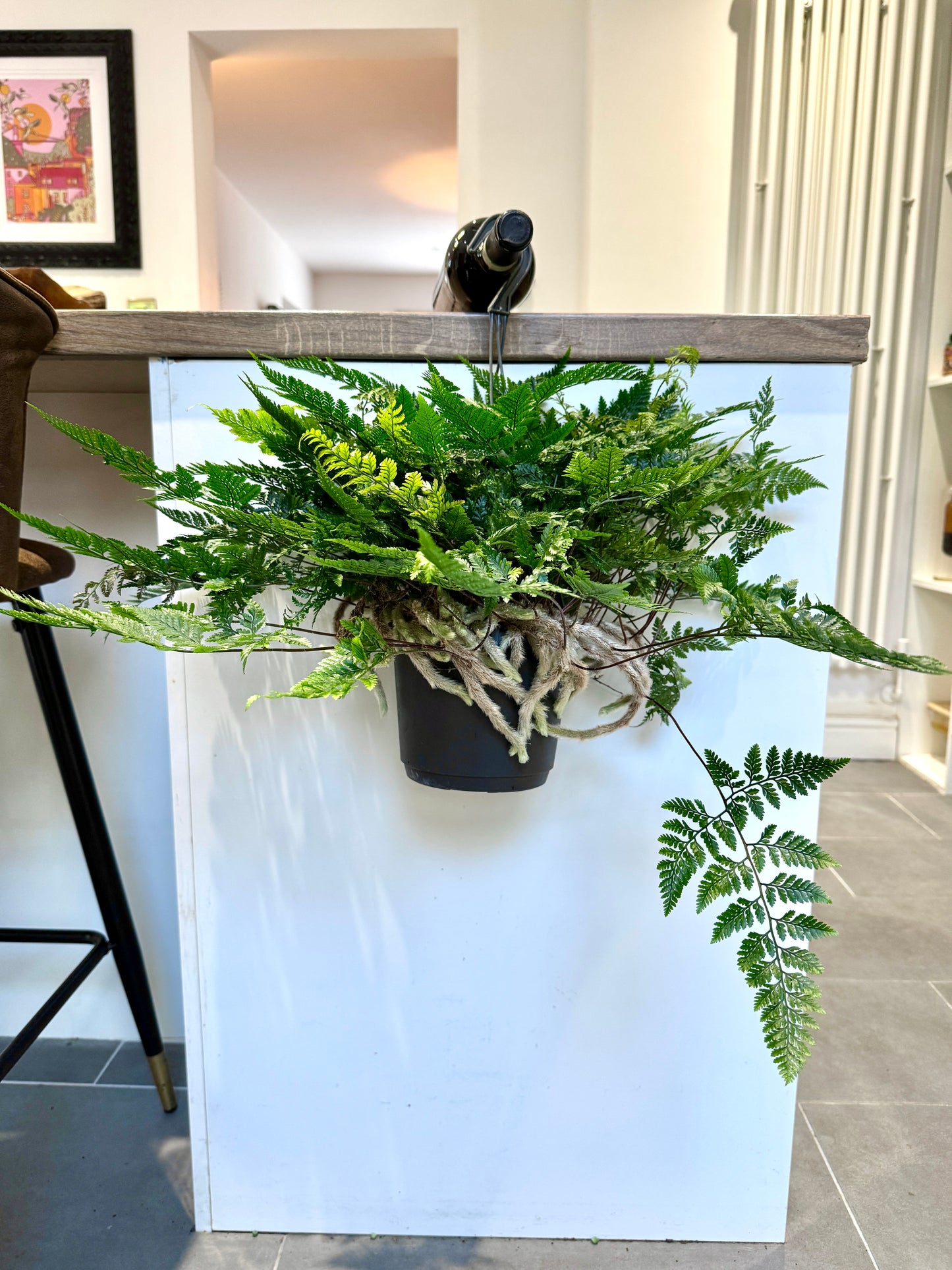 50cm Humata Tyermannii (White Rabbit Foot Fern)