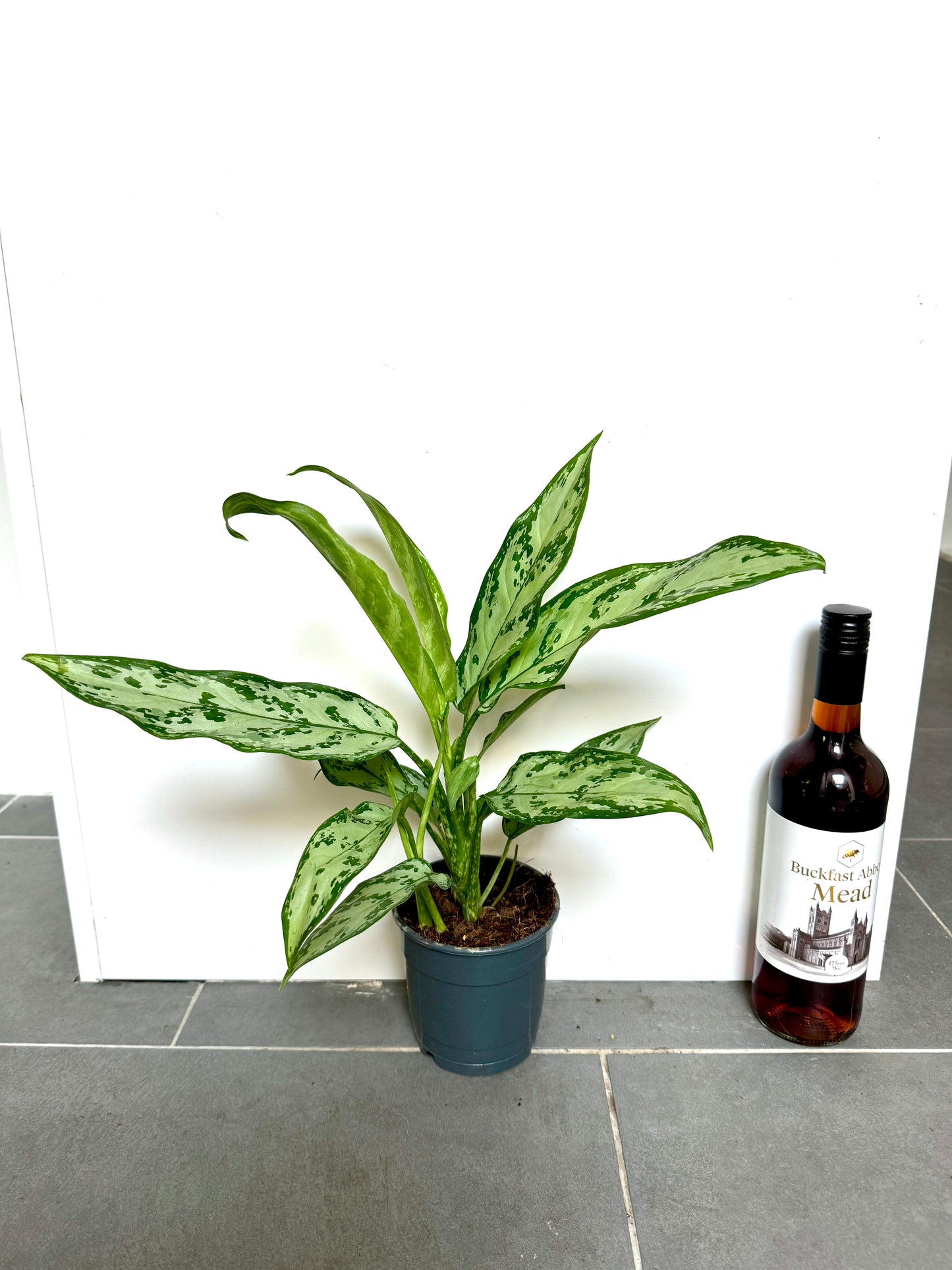 30cm Aglaonema Silver Queen