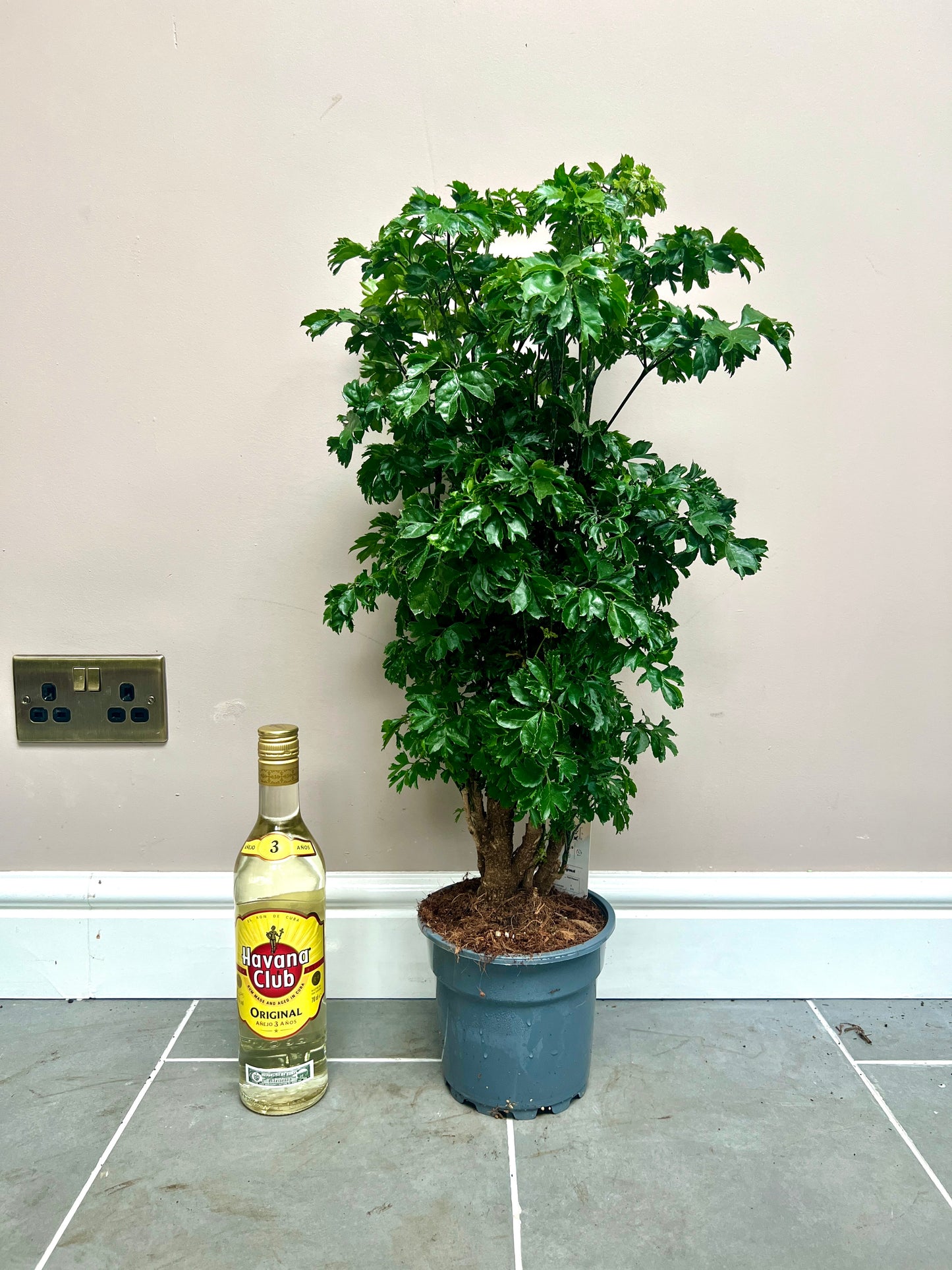 80cm Polyscias Roble