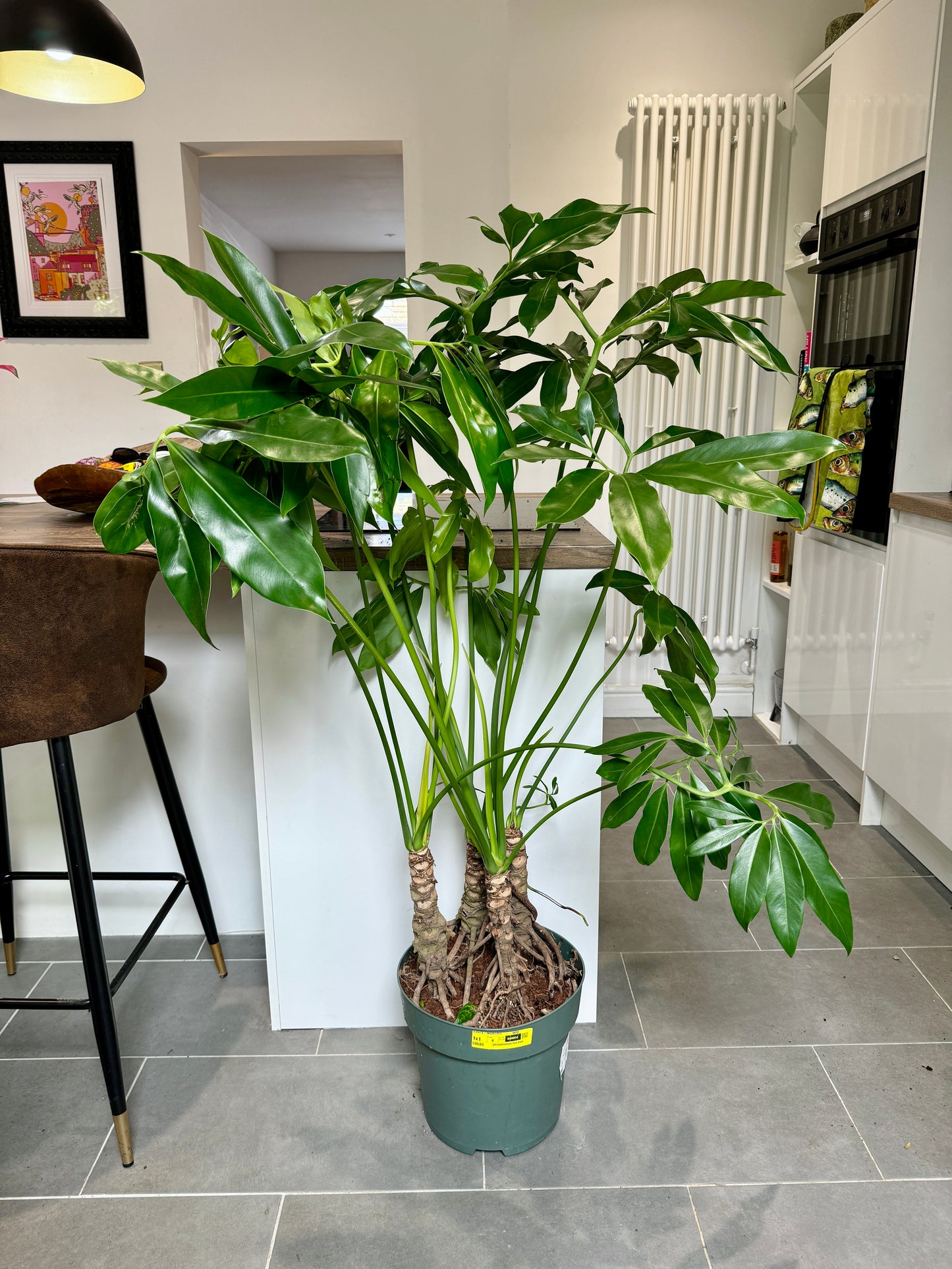 140cm Giant Philodendron Fun Bun