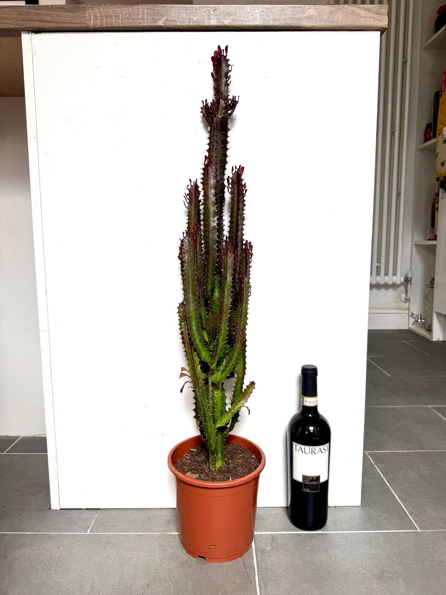 80cm Euphorbia Trigona Rubra Cactus