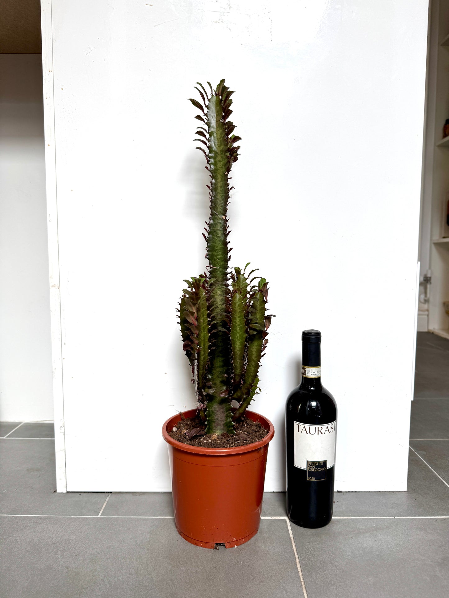 80cm Euphorbia Trigona Rubra Cactus