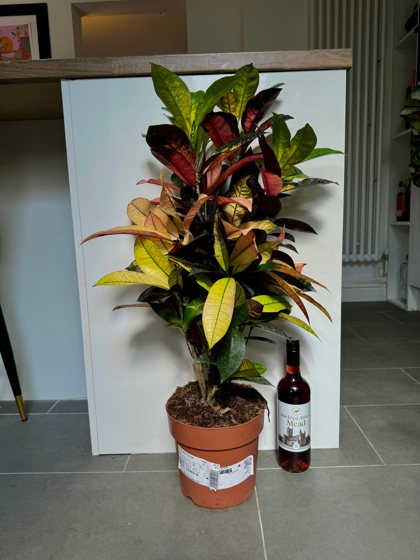 90cm Codiaeum Mrs Iceton