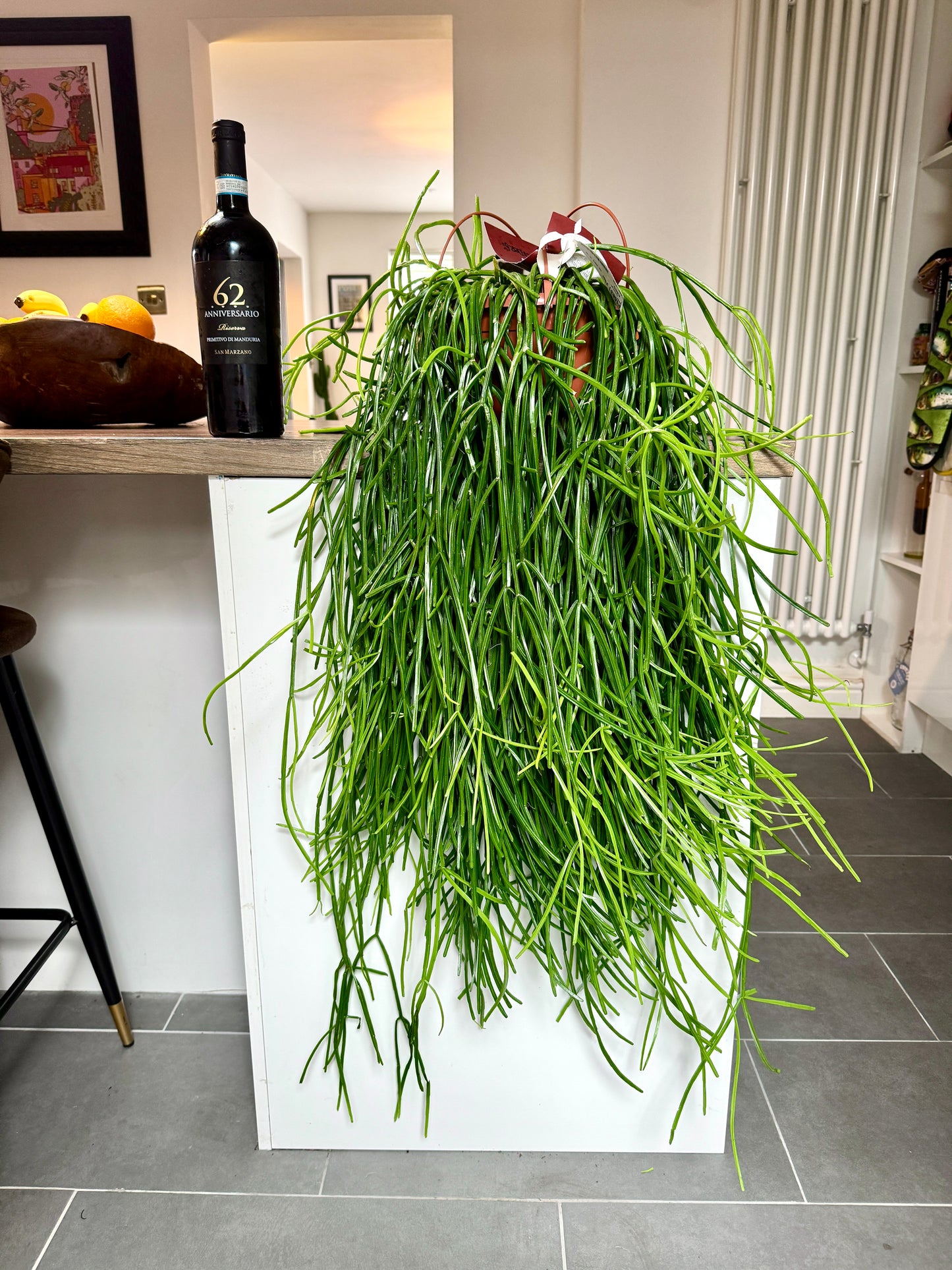 120cm hanging Rhipsalis Kierbergii