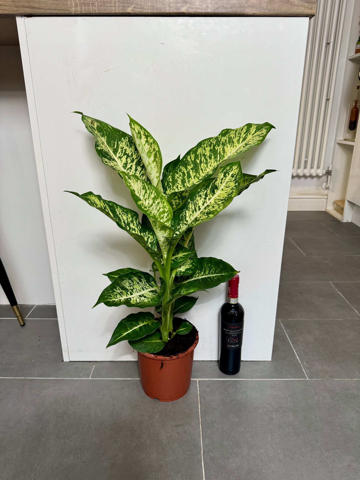 70cm Dieffenbachia Mars