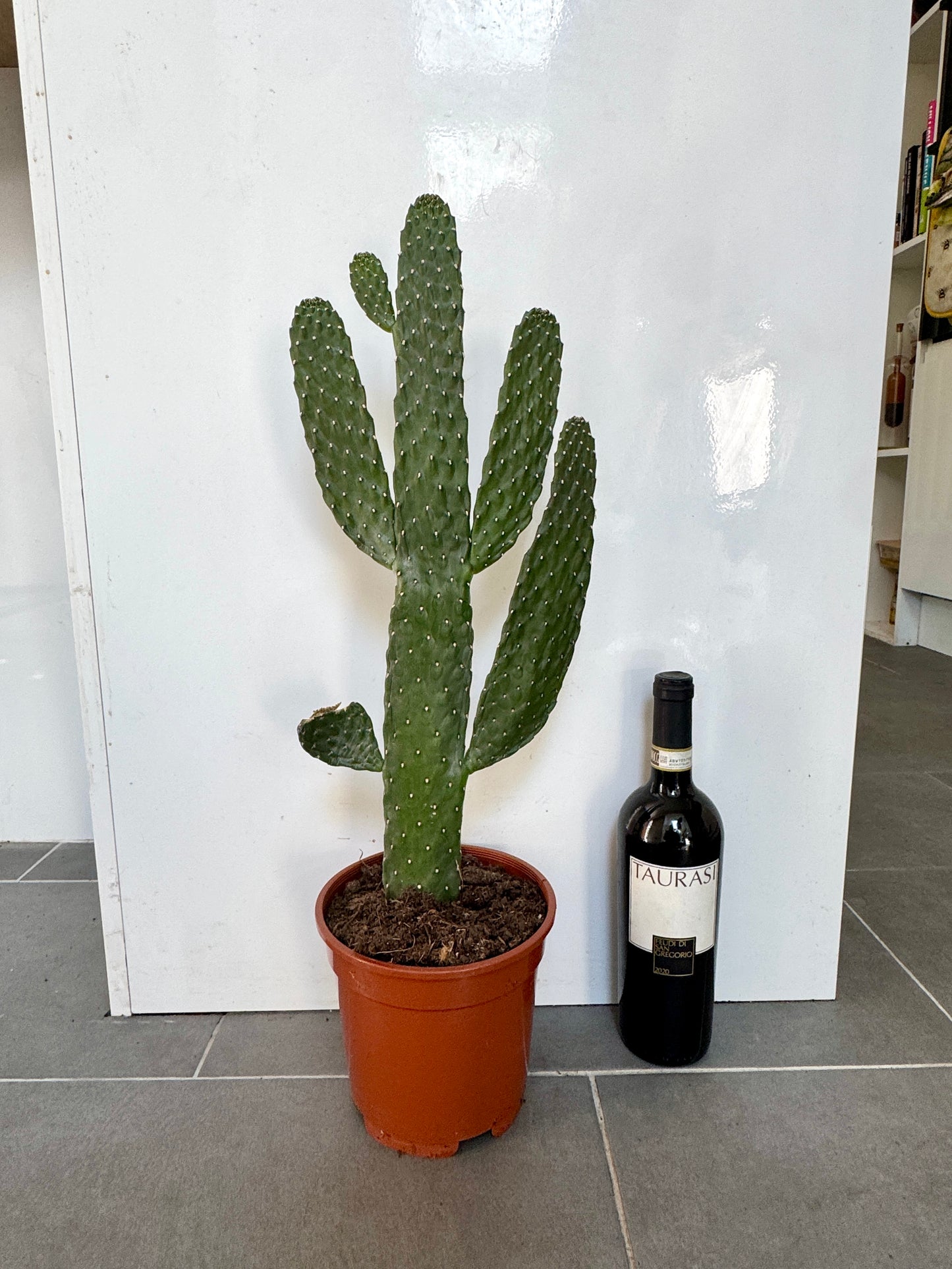 60cm Opuntia Prickly Pear Cactus
