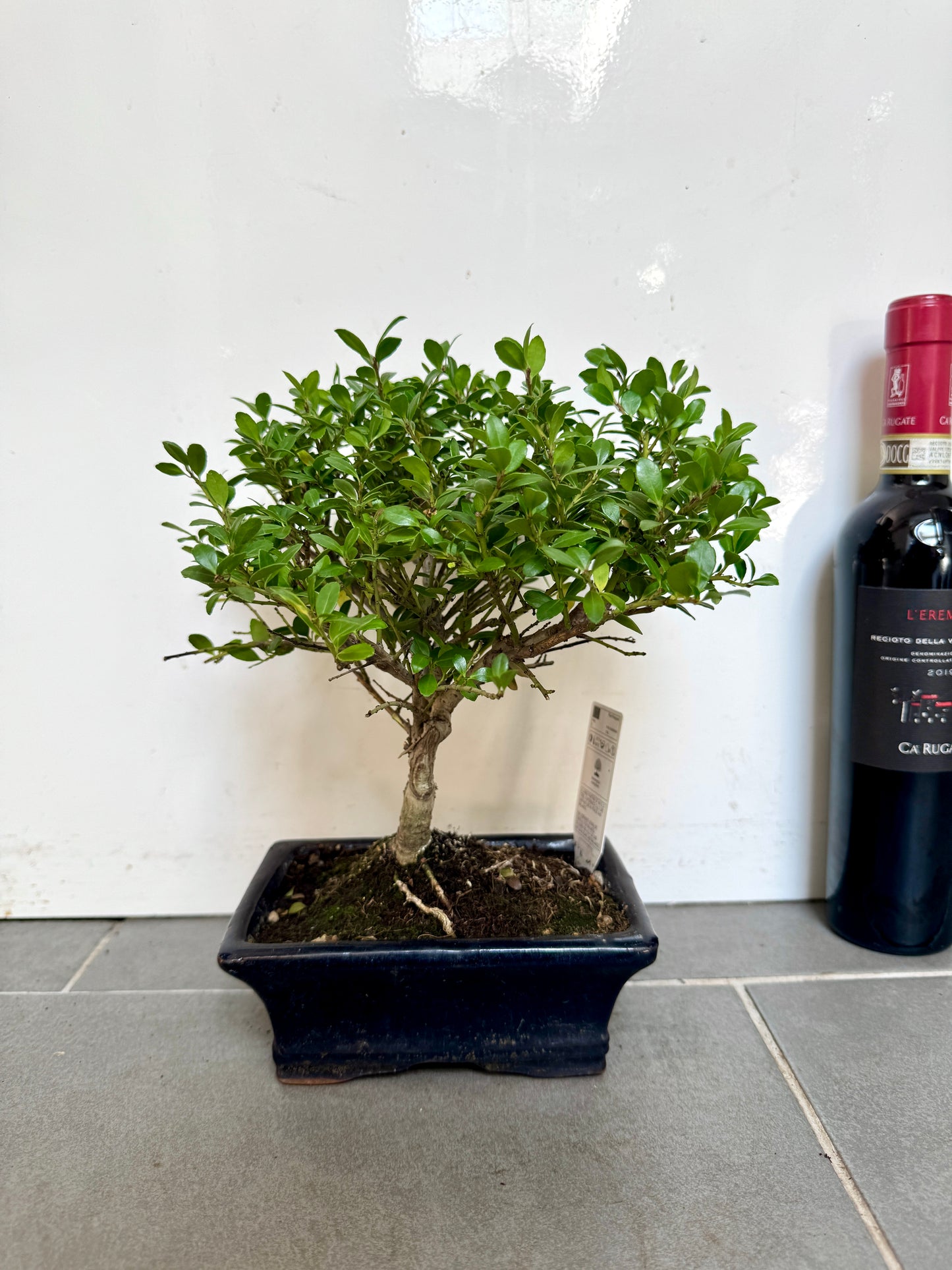 30cm Japanese Holly Bonsai Tree in Ceramic Dish