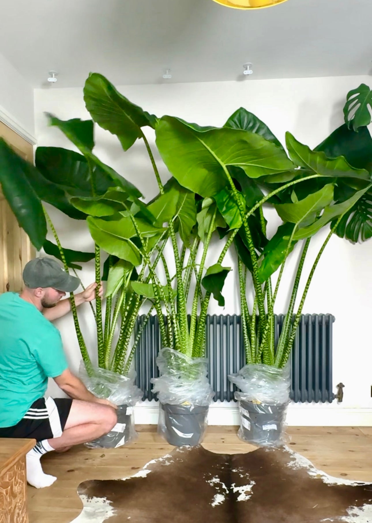 180cm Giant Alocasia Zebrina