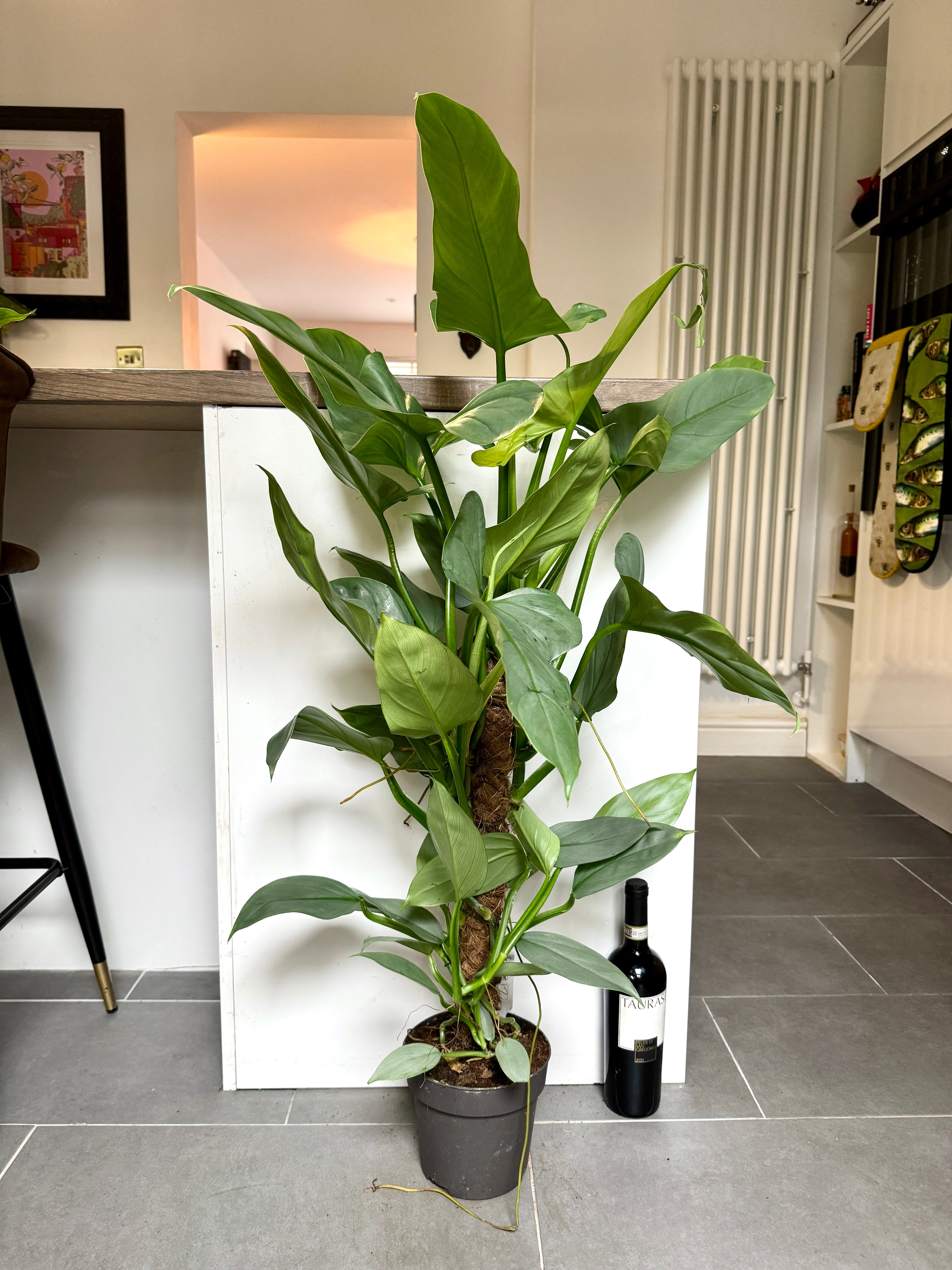 philodendron silver queen pflege 90cm Philodendron Silver Queen – Bristol Plant Man
