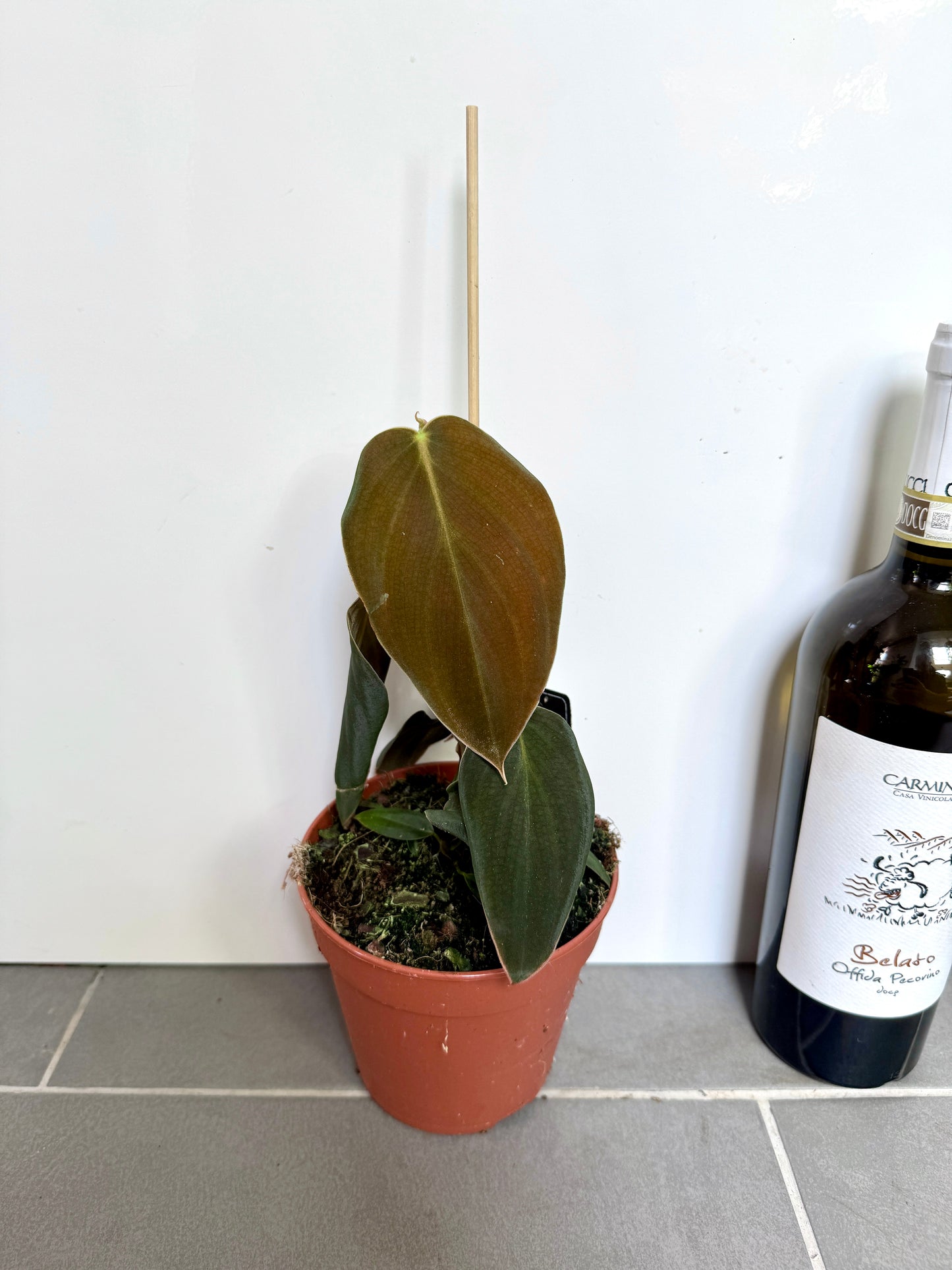 25cm Philodendron Gigas