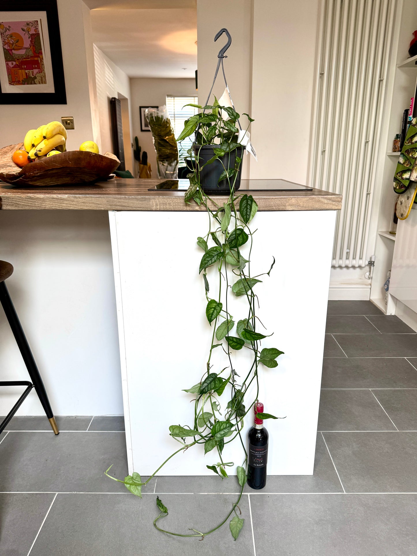 120cm Monstera Siltepecana