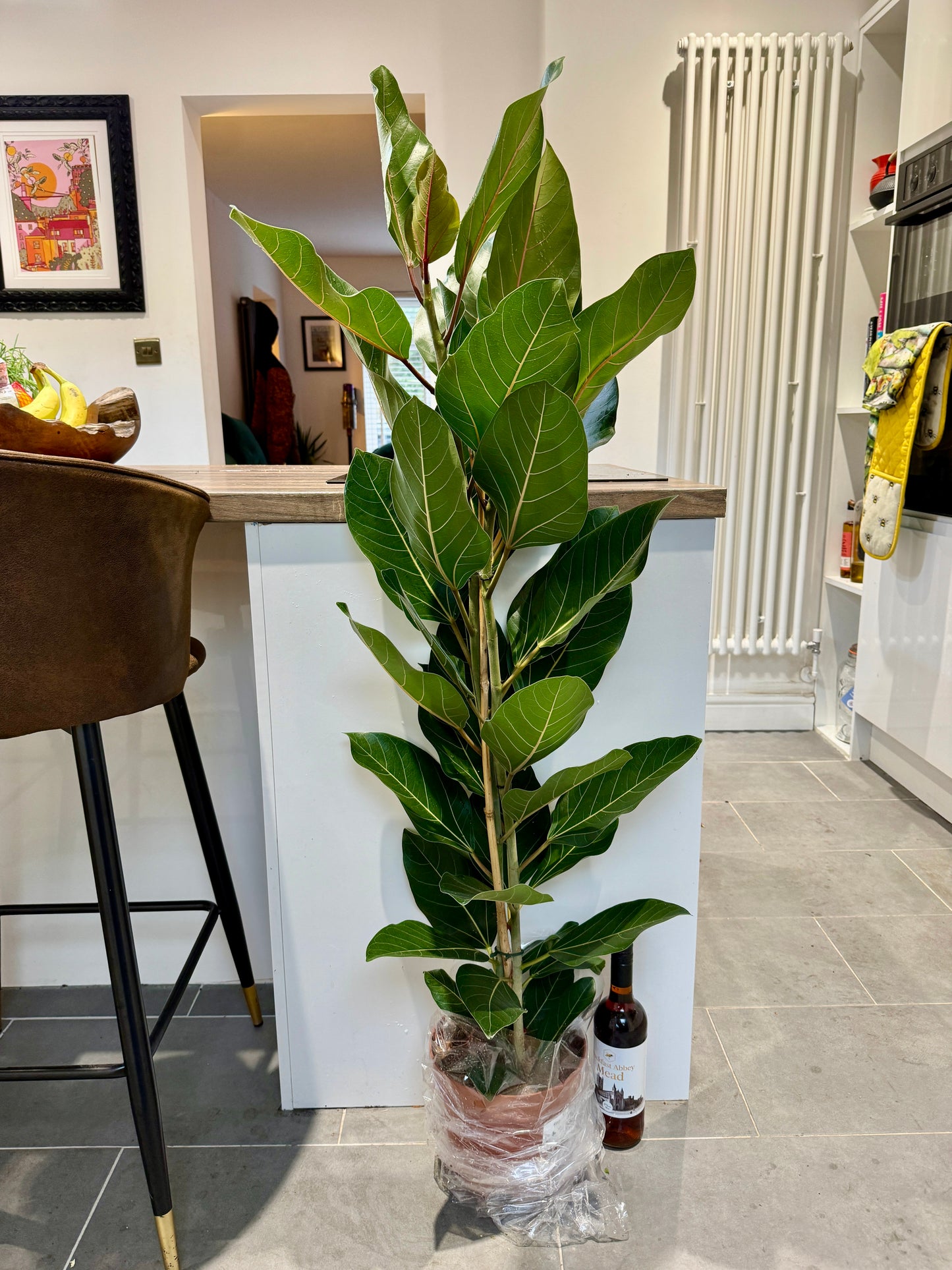 120cm Ficus Benghalensis Joy