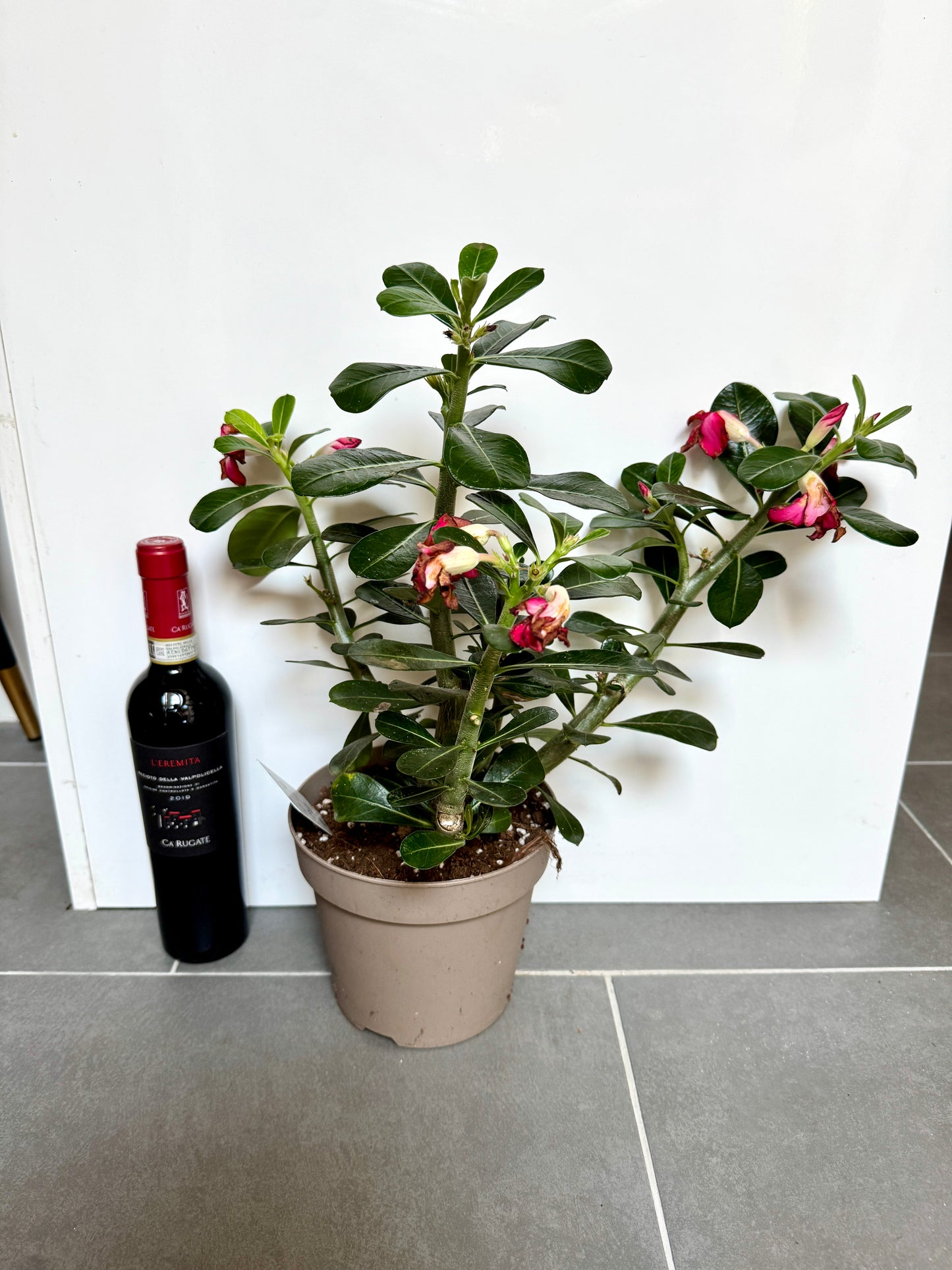 40cm Adenium Anouk (Desert Rose)