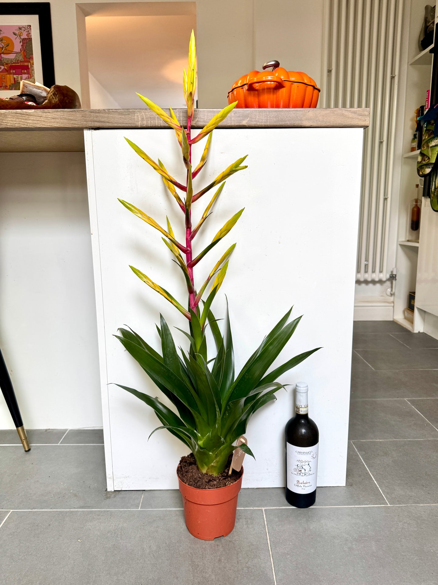 100cm XL Tillandsia Luminosa Yellow Red