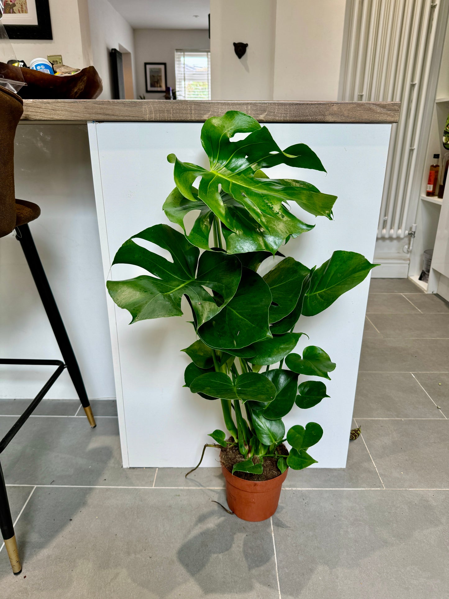 80cm Monstera Deliciosa (Swiss Cheese Plant)
