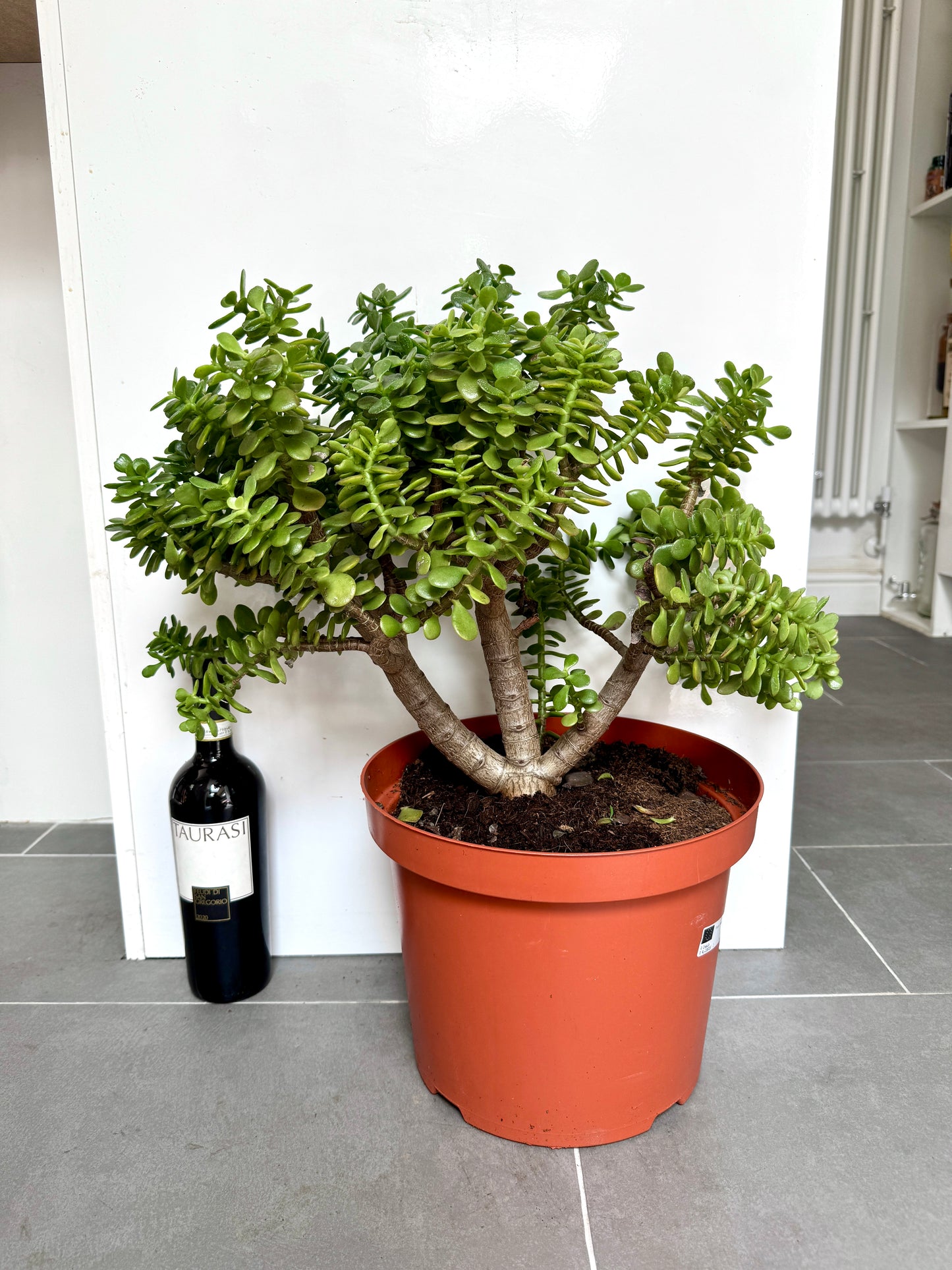 60cm Giant Crassula Ovata Minor (Jade Plant)