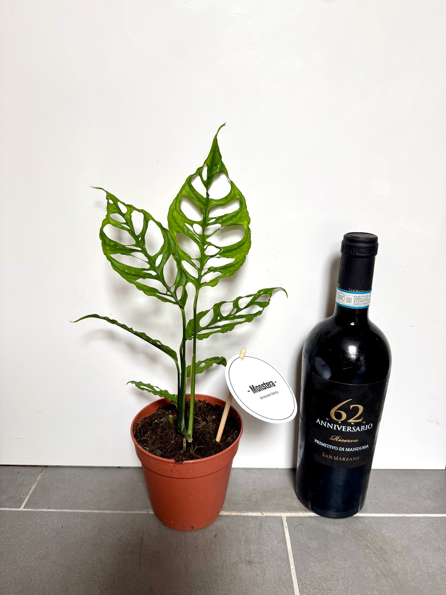 40cm Monstera Obliqua Peru