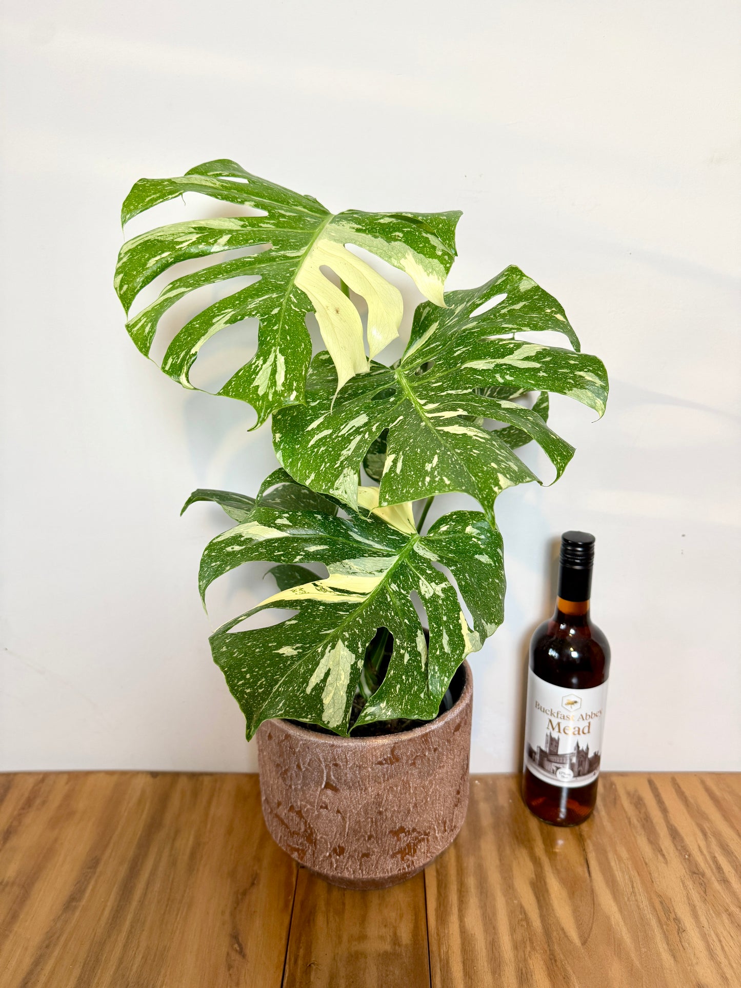 60cm Monstera Deliciosa Thai Constellation