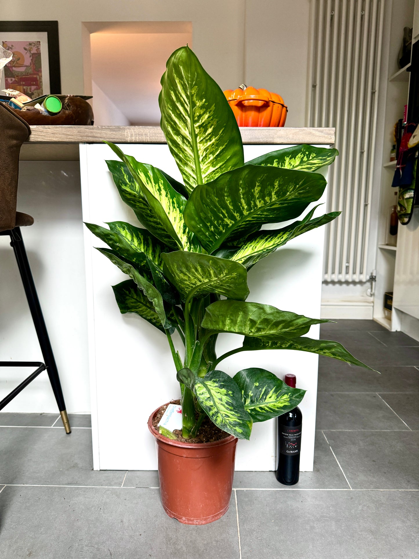 100cm Dieffenbachia Tropic Snow (Dumb Cane)