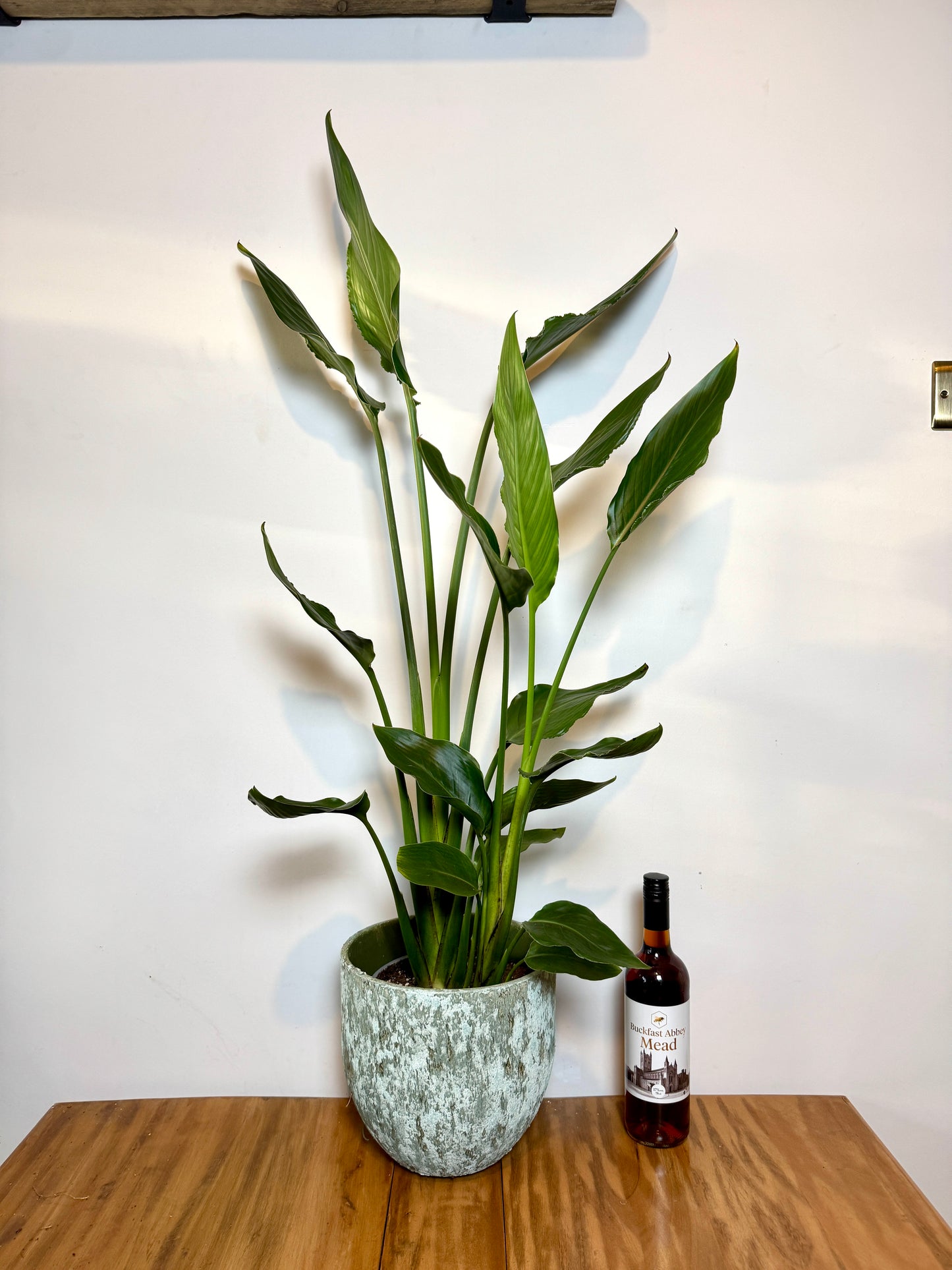 70cm Orange Flowering Strelitzia Reginae (Bird of Paradise)