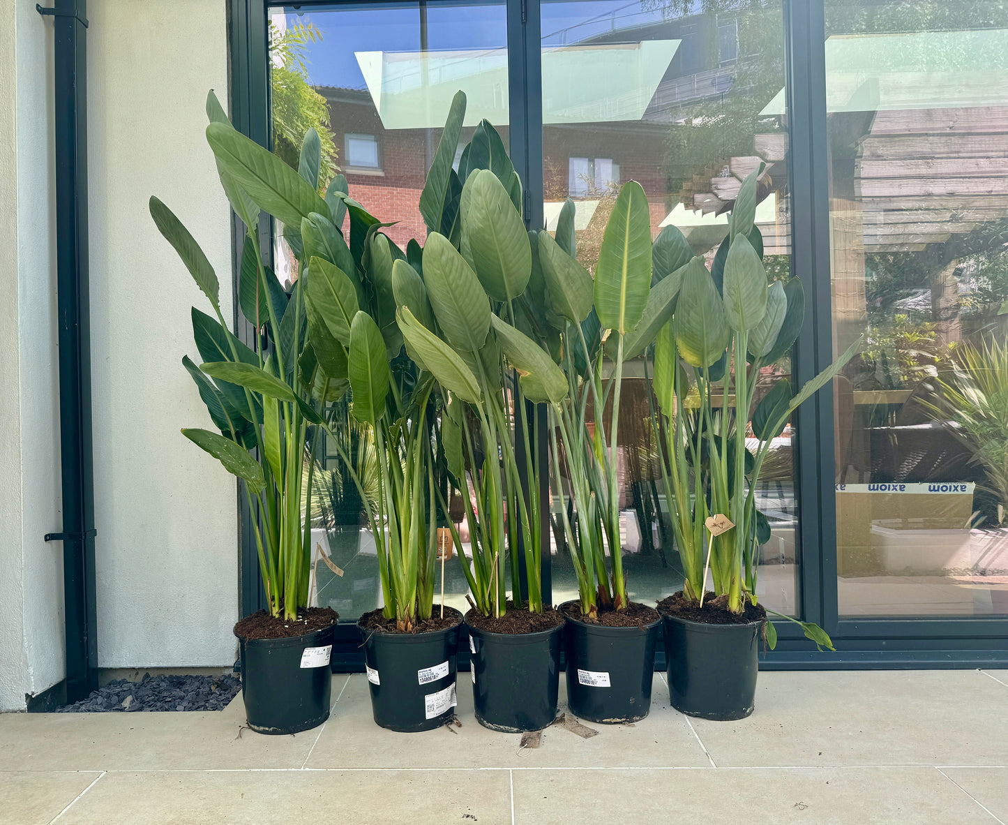 160cm Strelitzia Reginae (Orange Flowering Bird of Paradise)