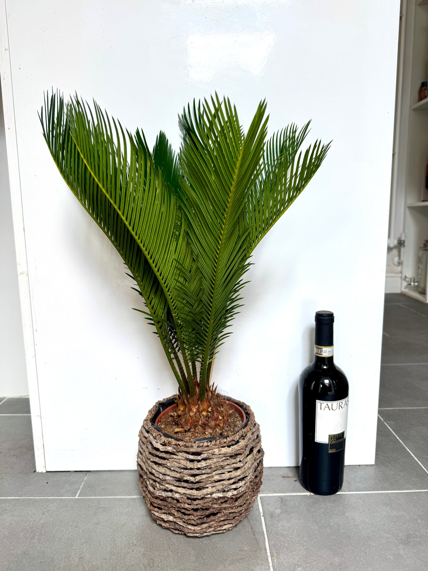 70cm Cycas Revoluta (Sago Palm) in Ceramic Pot