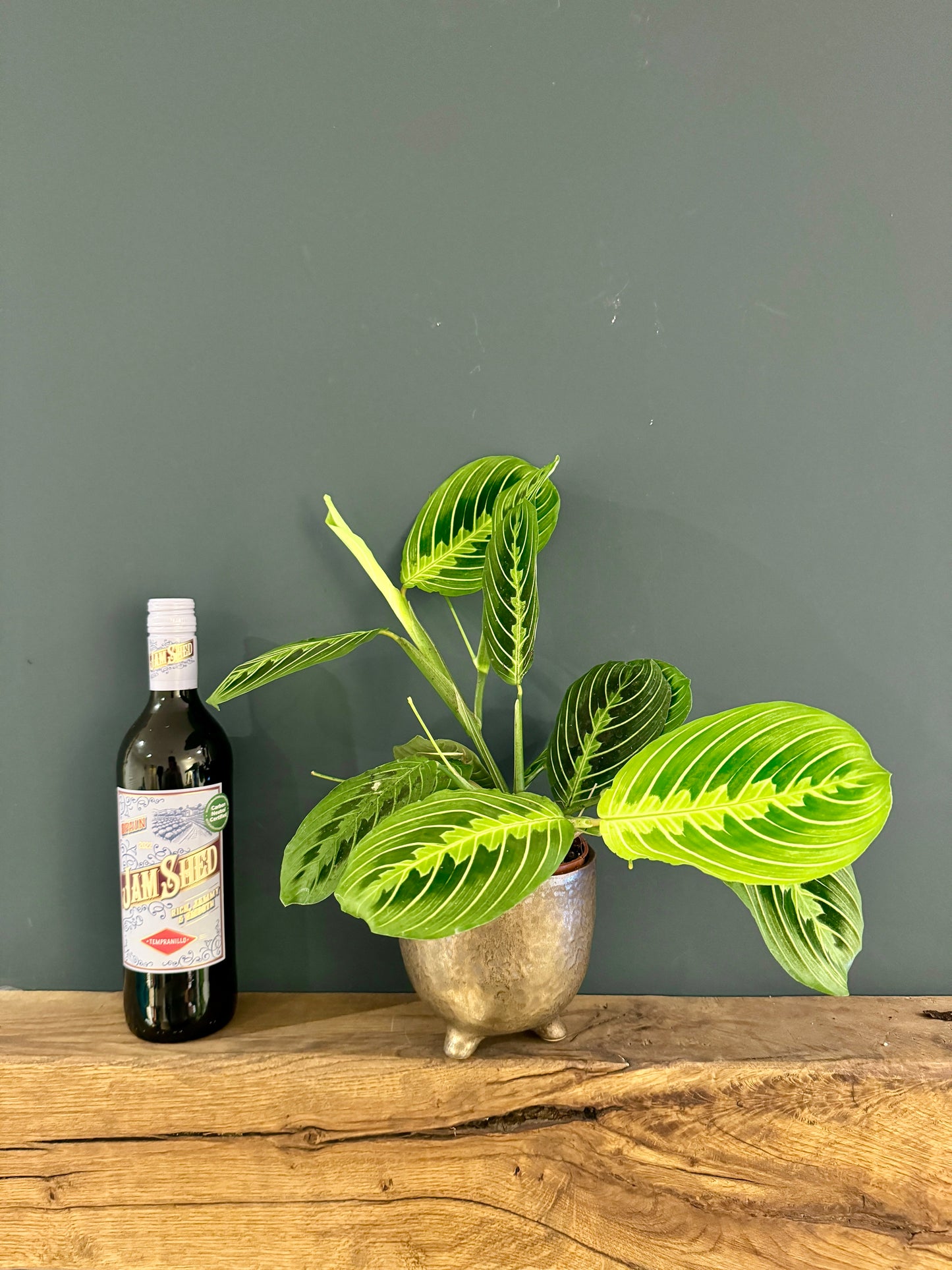Maranta Lemon Lime in Ceramic Pot